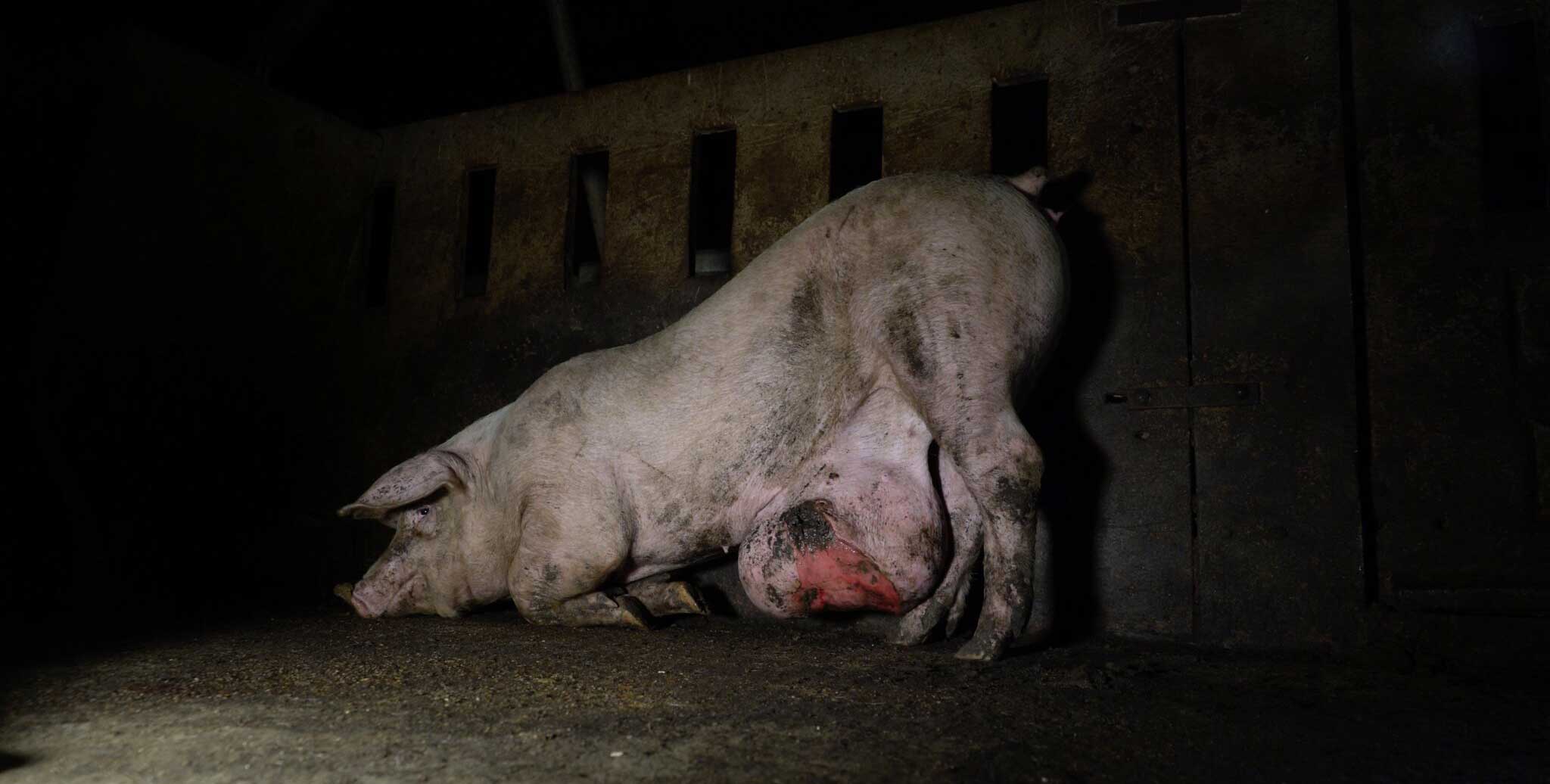 2024 spain trial internal 2048x1036 1 Spanish pig farm owners face criminal trial for animal cruelty