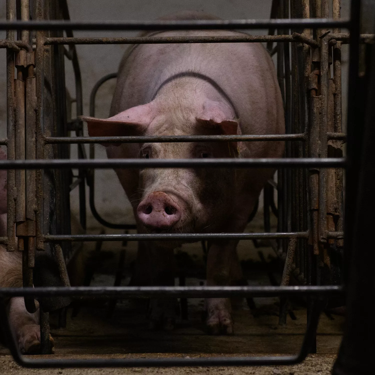Pregnant pig in a cage looking sad and stressed.