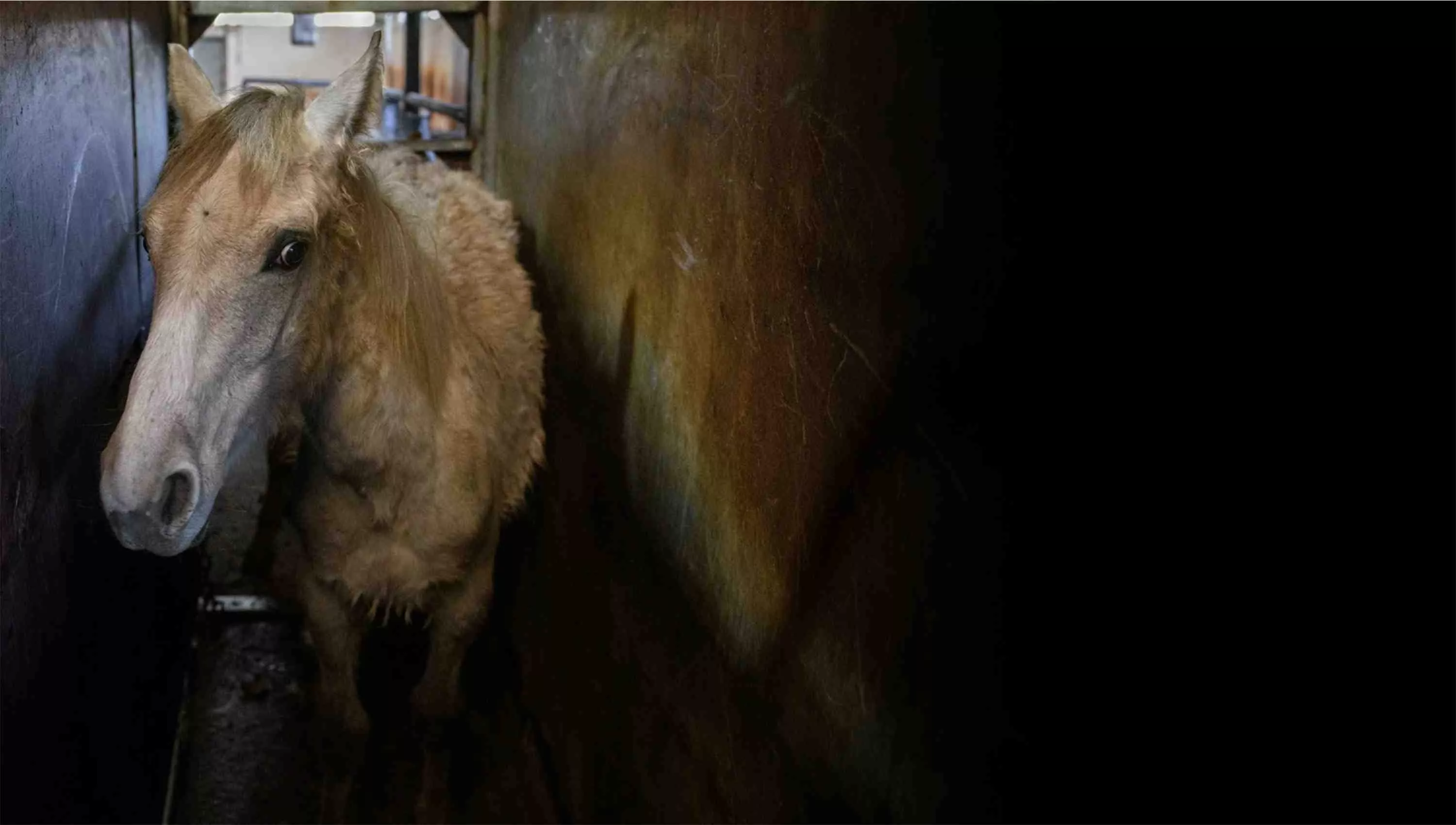 Horse slaughter Investigation Spain