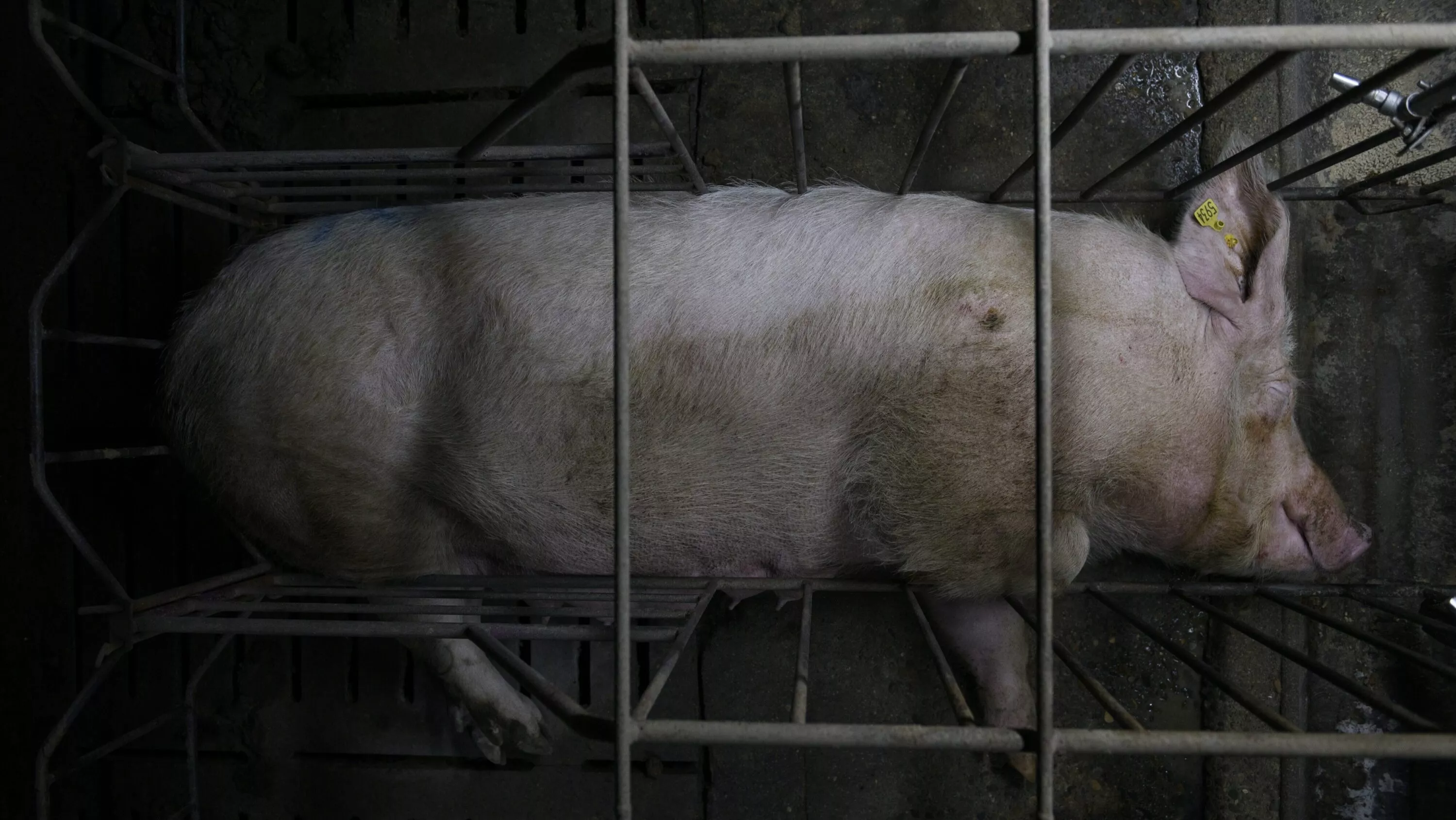 Pregnant pig in a gestation cage