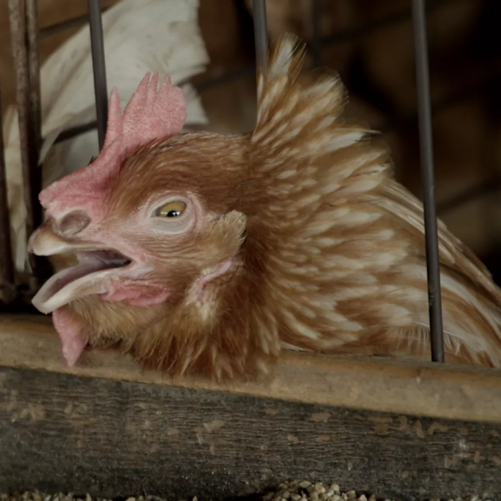 Hen inside a cage at a Brazilian Egg Farm