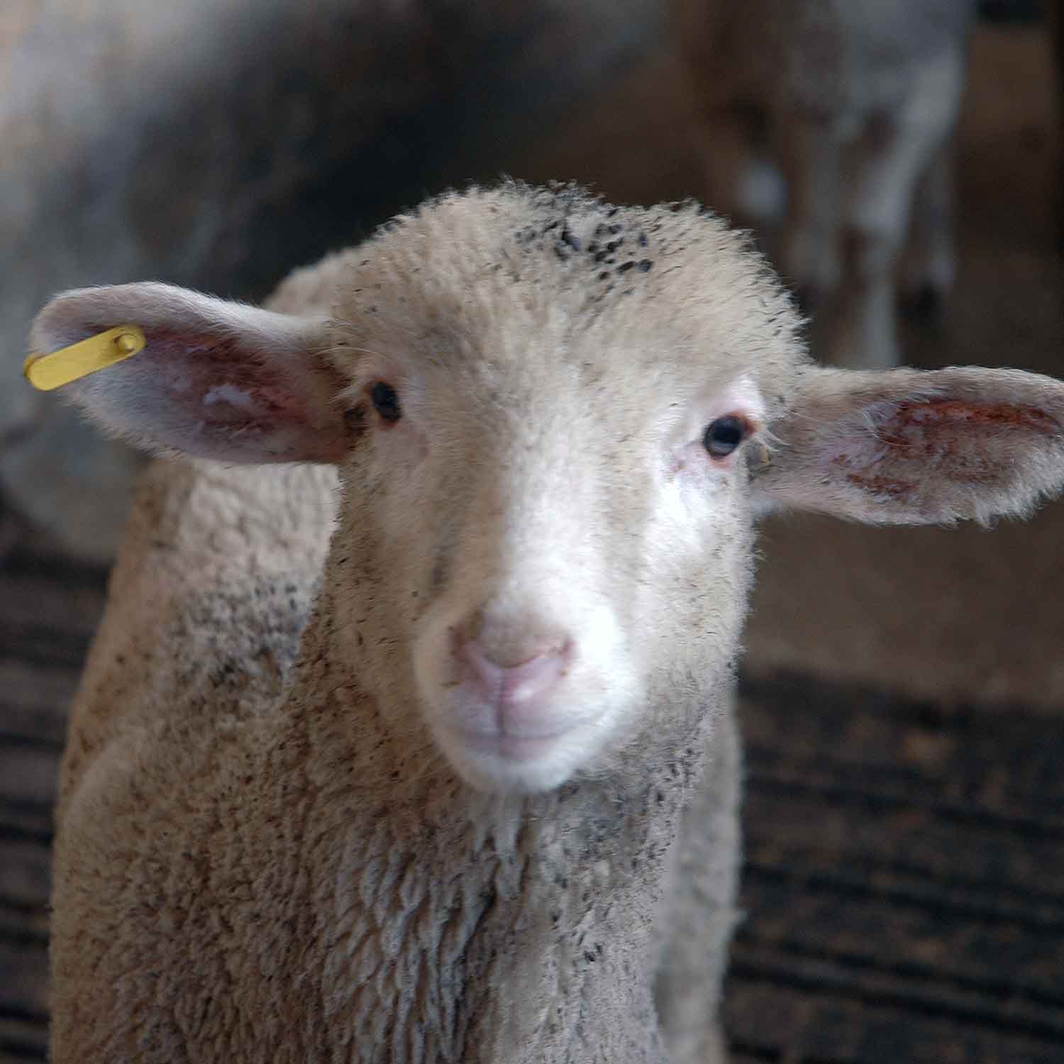 Lamb in a slaughterhouse
