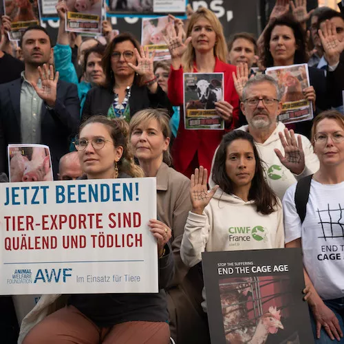 Protest in Brussels calling for the promised revision of EU animal protection legislation.