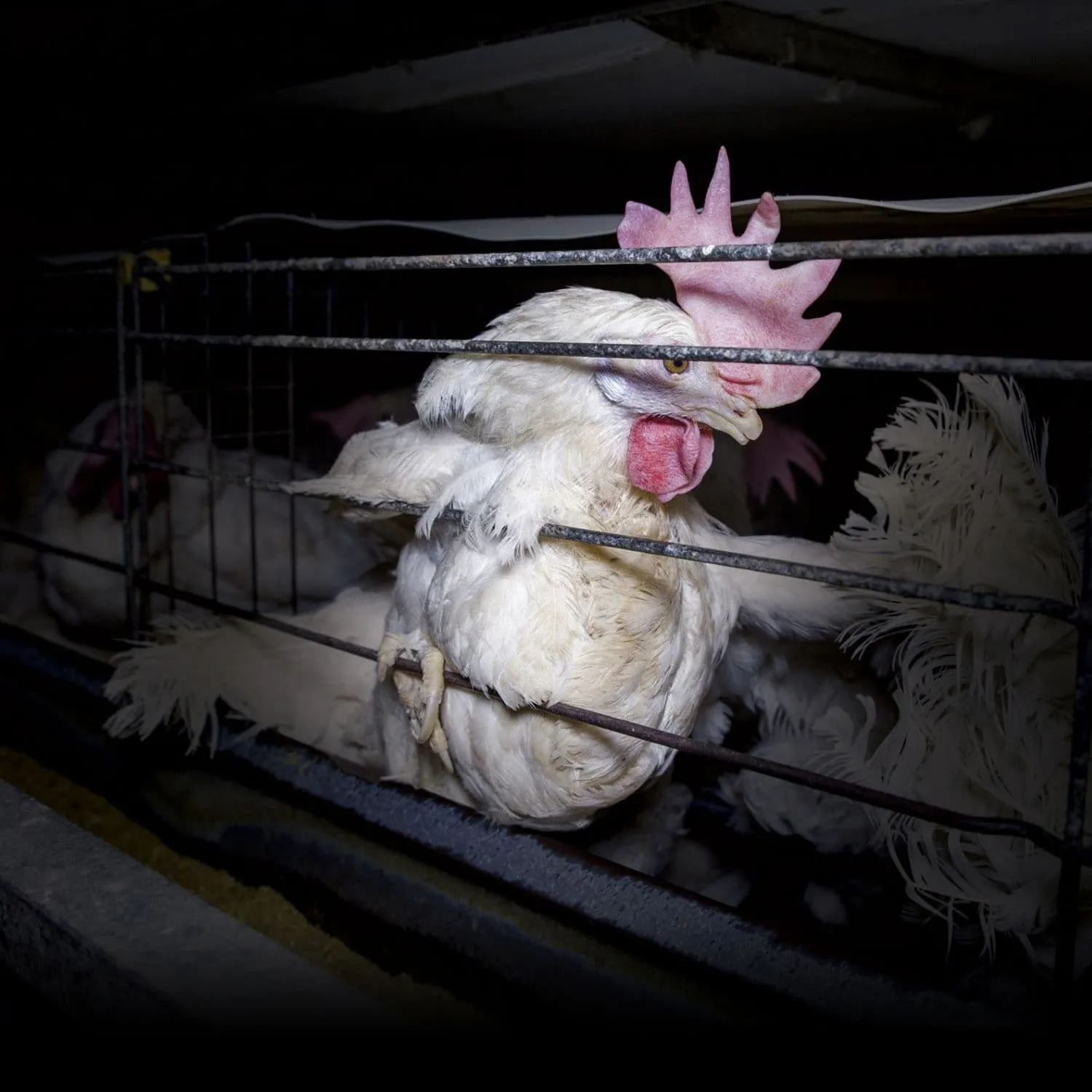 Kroger chose cages. Now it’s facing a global reckoning.