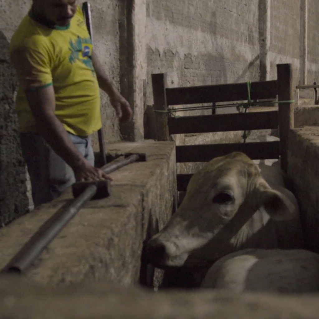 Worker and cow at a Brazilian Illegal Slaughterhouse