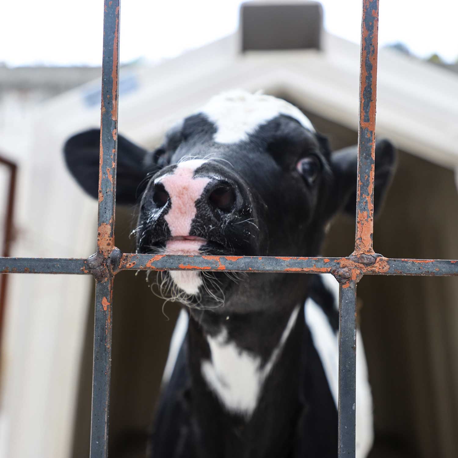 cow-behind-bars