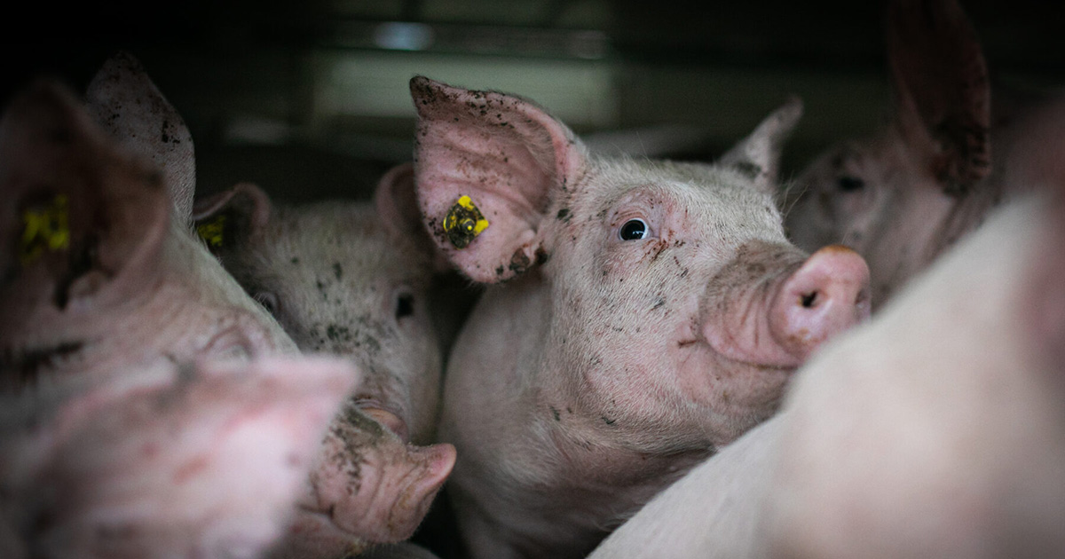 Pig-trapped-on-factory-farm