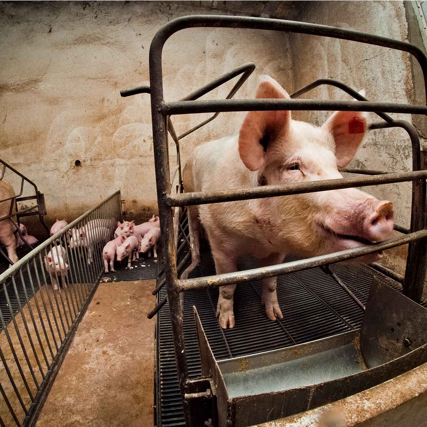 Farrowing crate with piglets