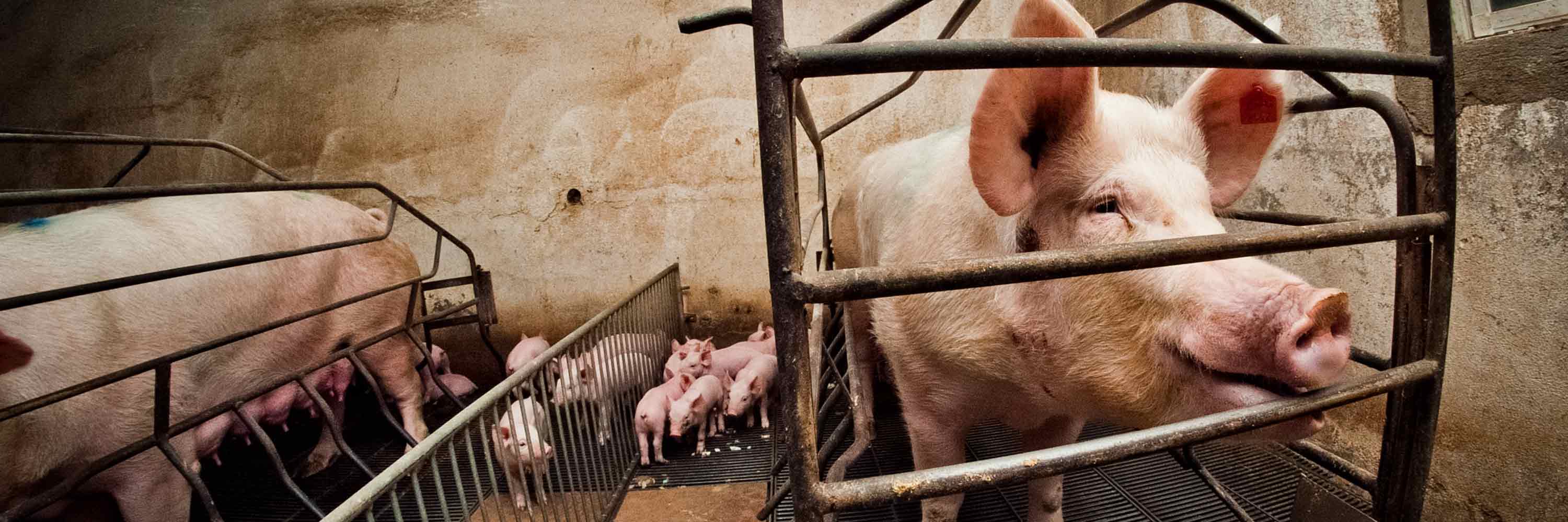 Farrowing crate with piglets