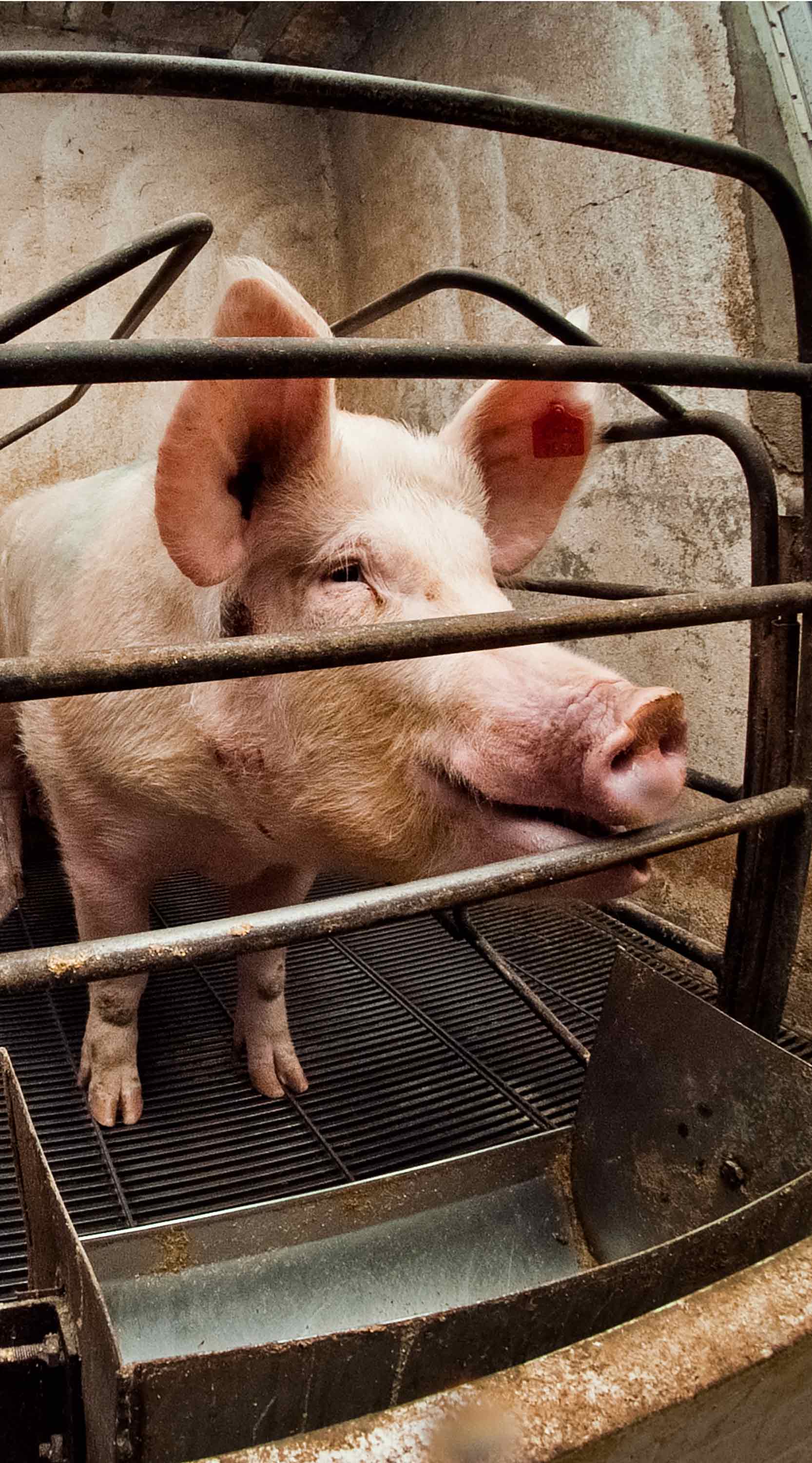 Farrowing crate