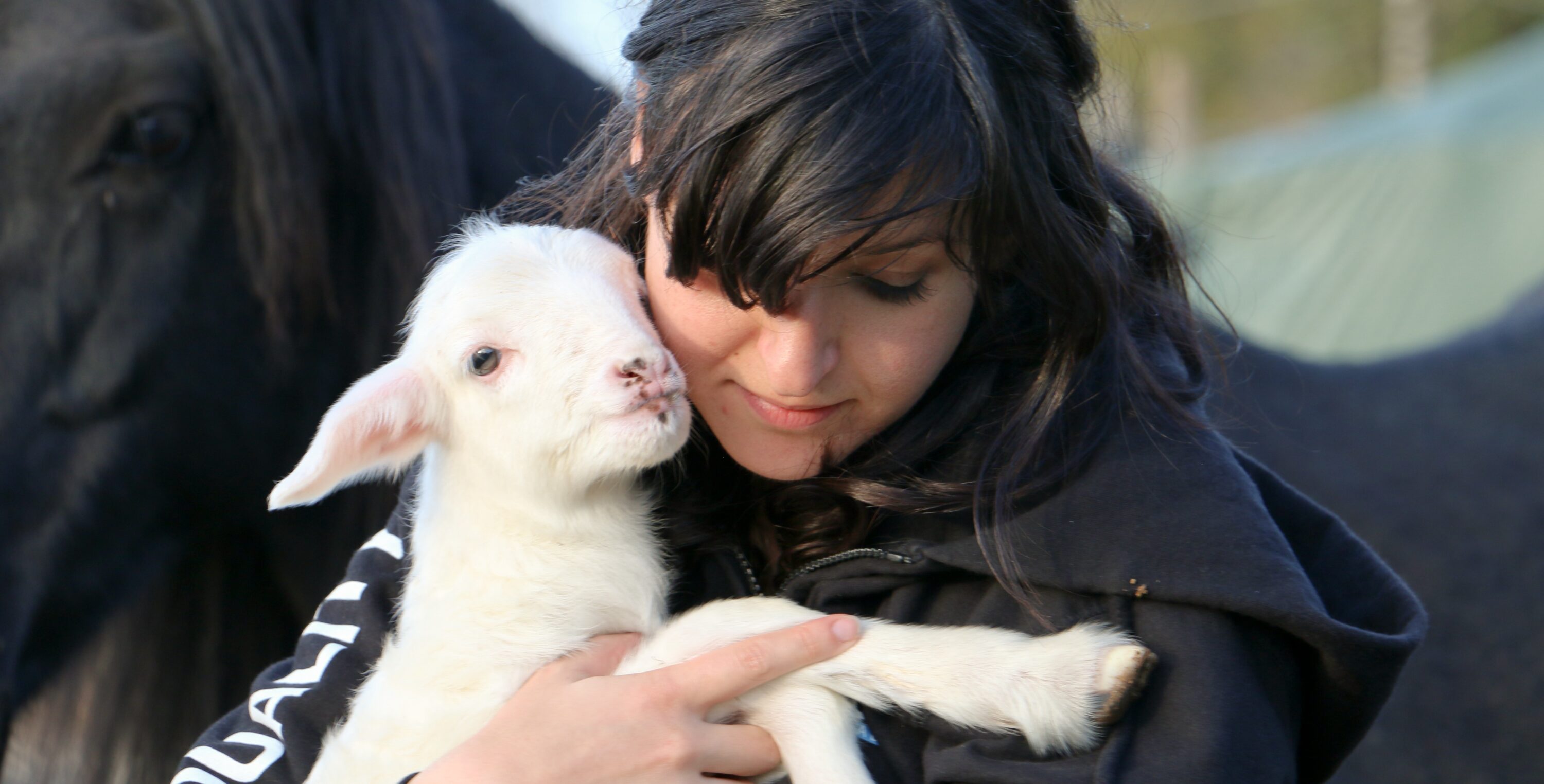 Rescued Lambs_Animal Equality