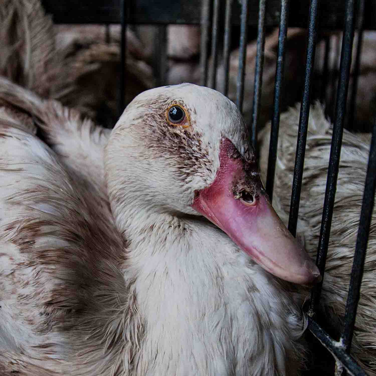 Duck in a wire cage for the production of foie gras