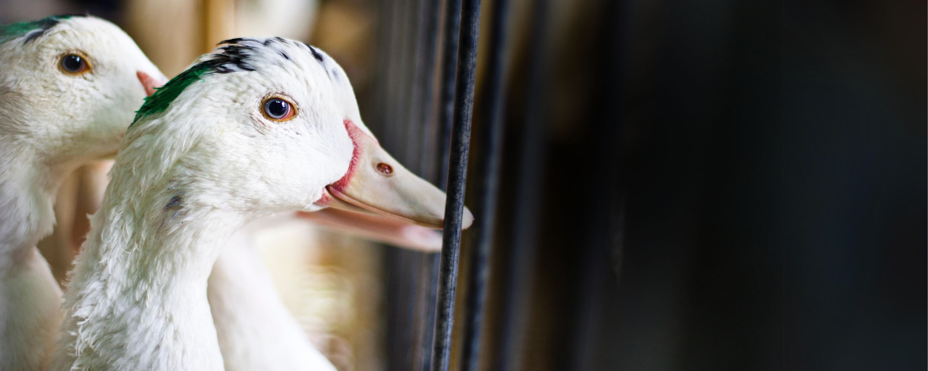 Anatra allevata per il foie gras