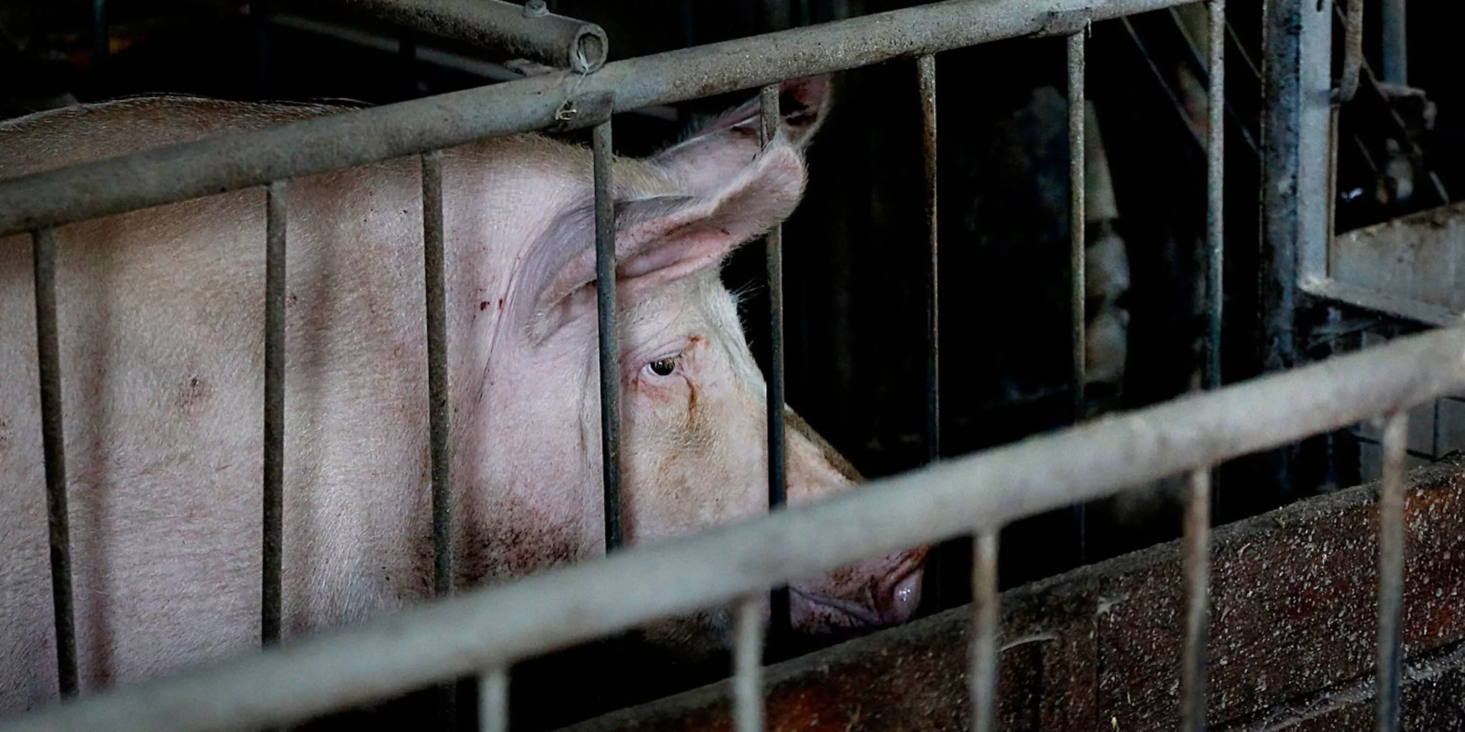 Pig confined in a gestation cage