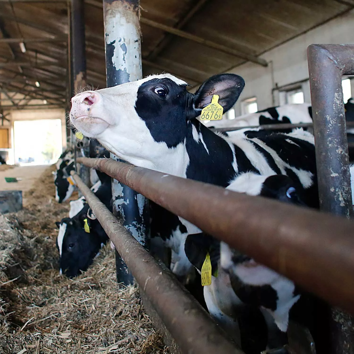 Avian “bird flu” outbreak strikes dairy farms across the nation