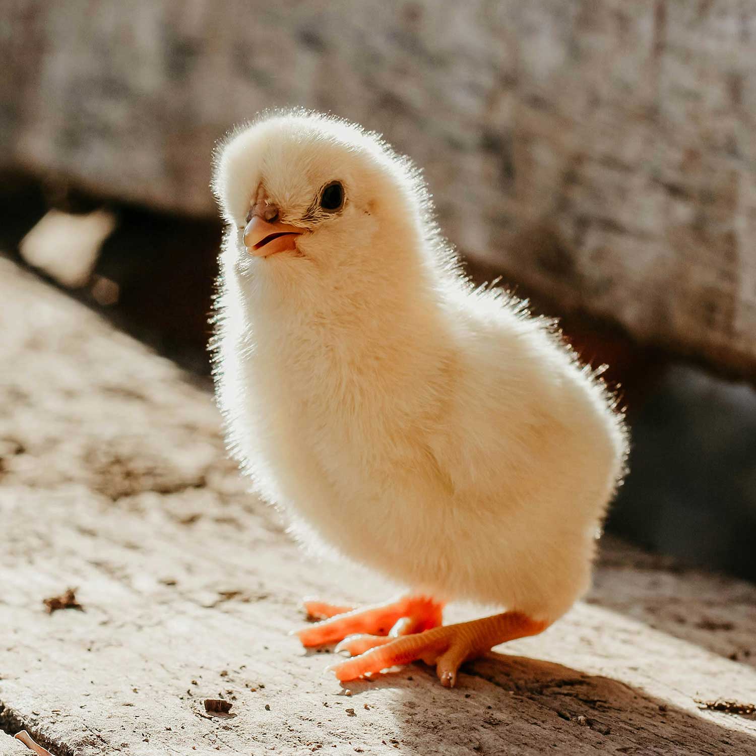 baby chick on bench
