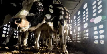 Vaca enferma en camión de transporte