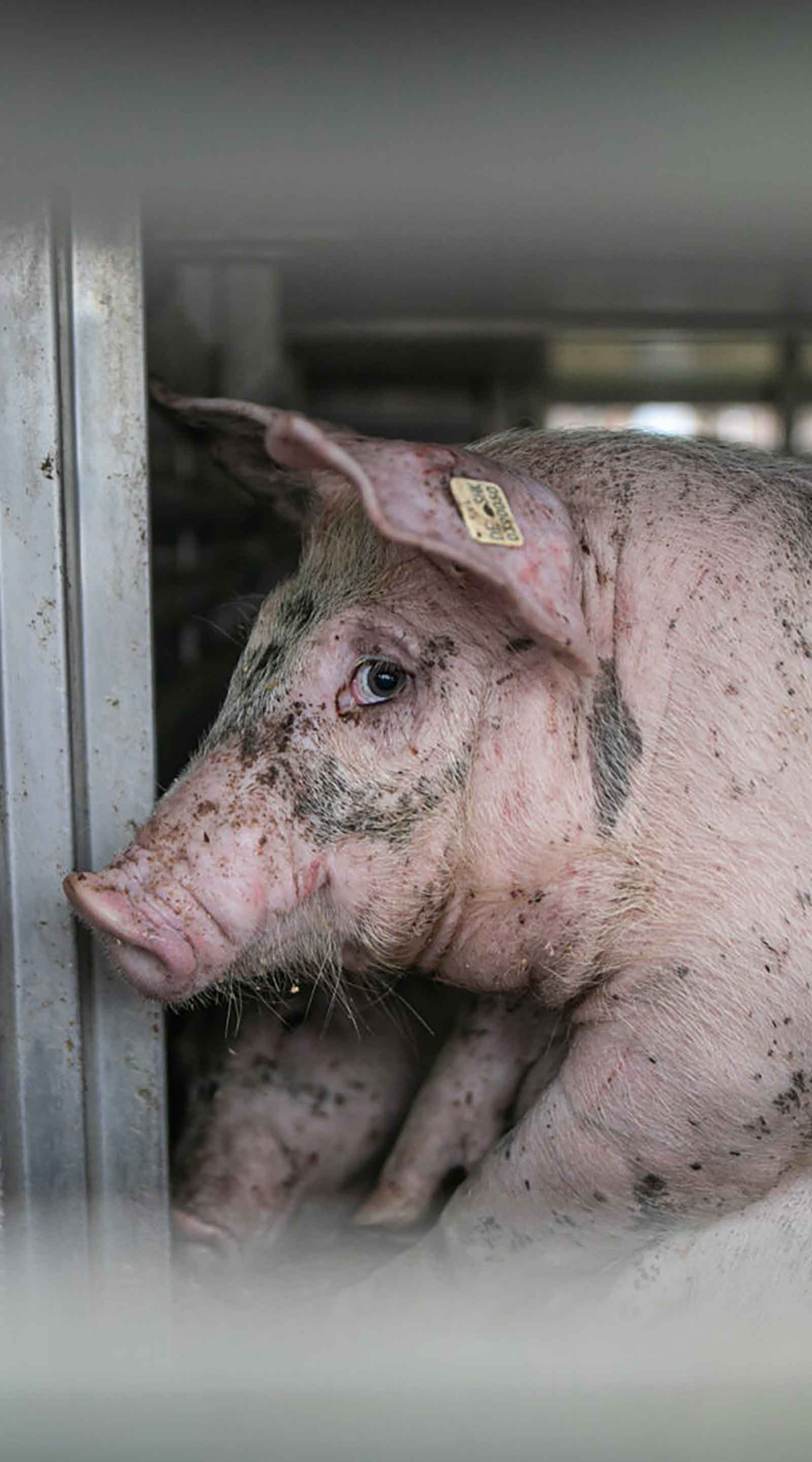 Pig being transported