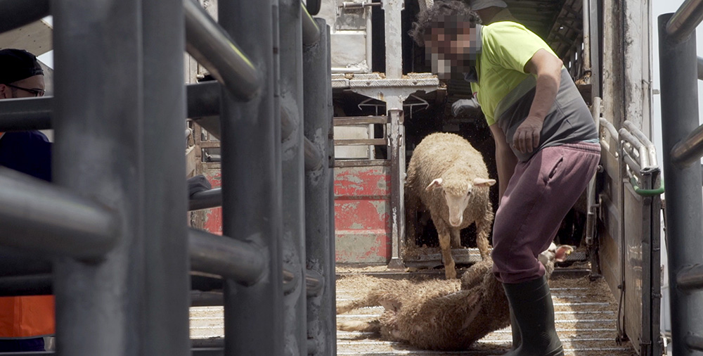 Animals are mistreated by workers