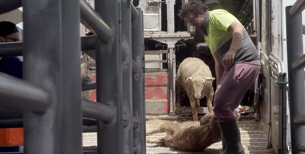 Animals abused by workers