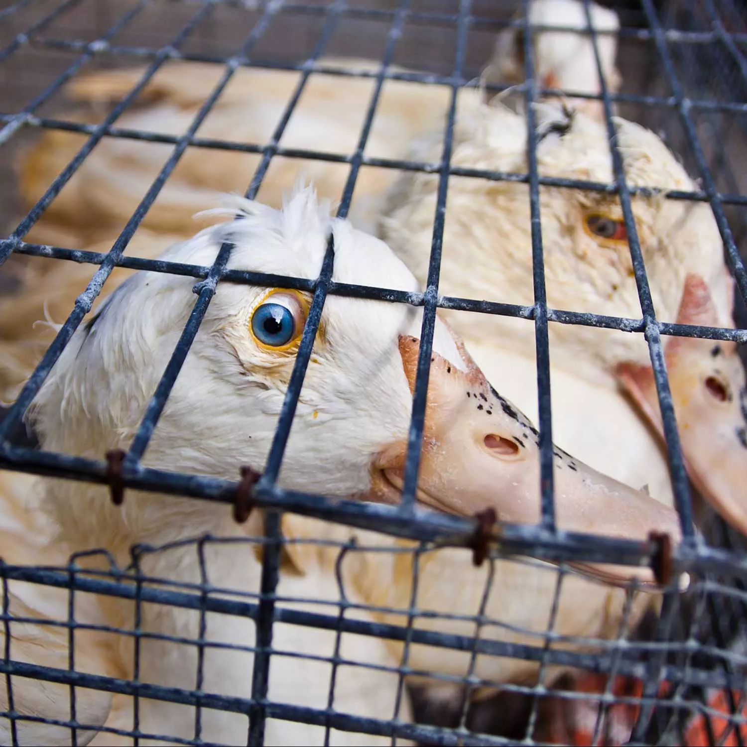 Campaign launched to ban foie gras sales in Ann Arbor, Michigan