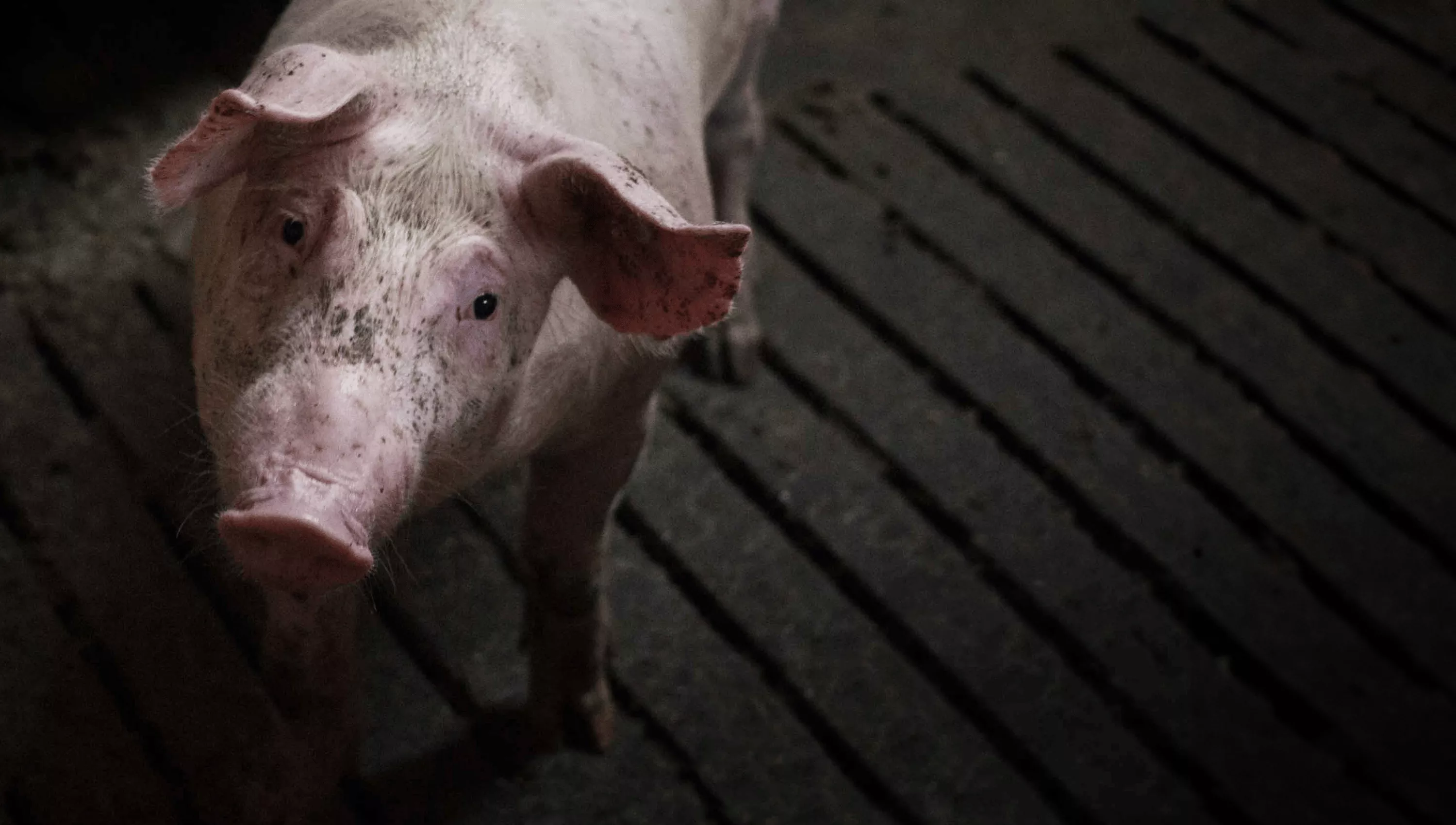 Pig in a factory farm floor