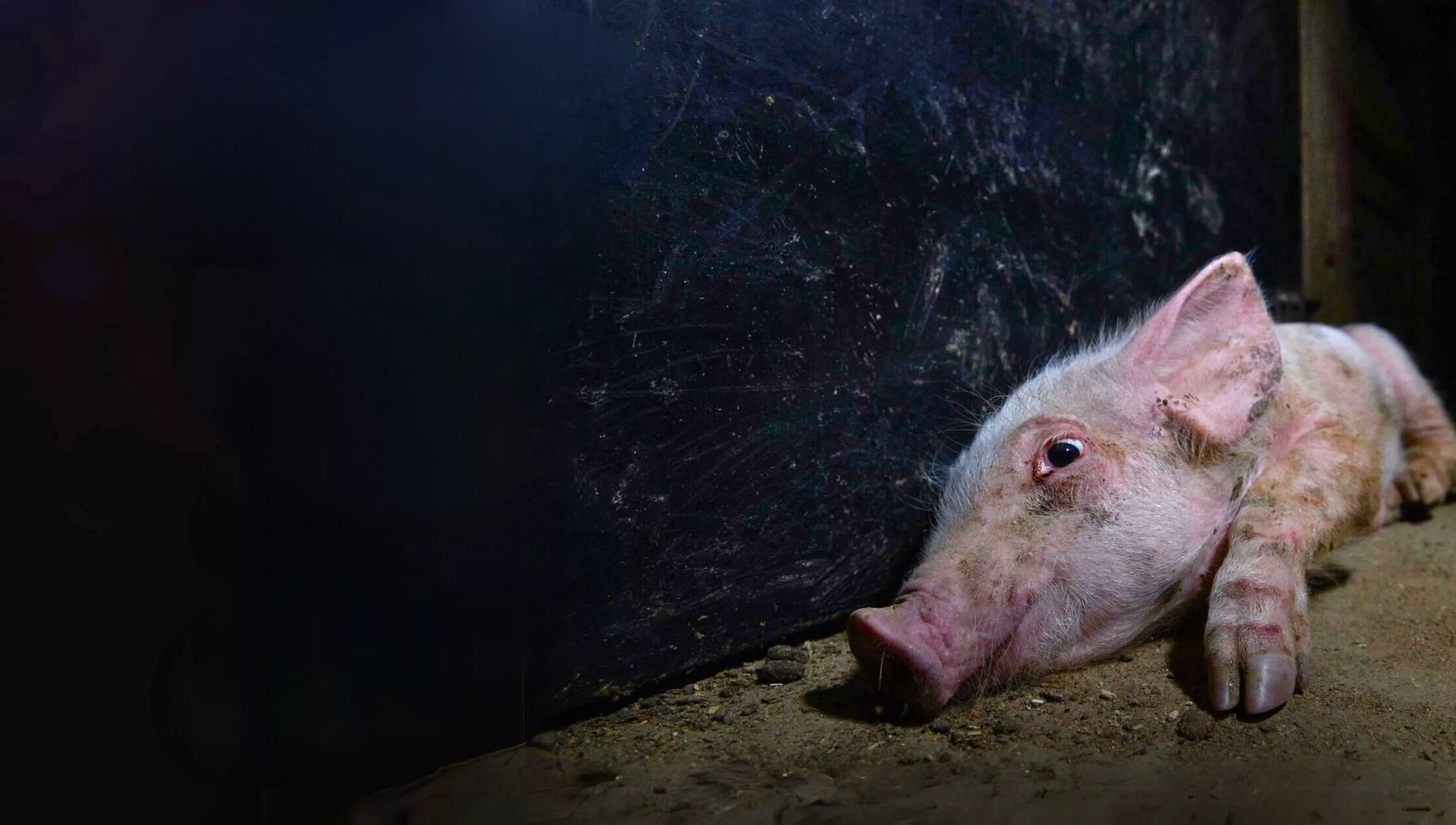 Sick piglet
