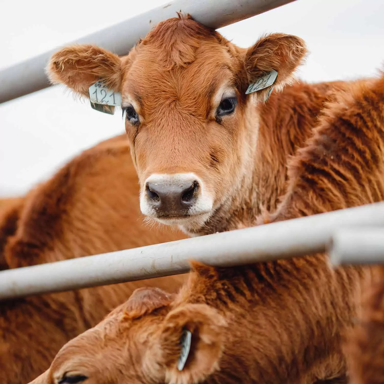 Historic news: United Kingdom bans live animal export in landmark decision