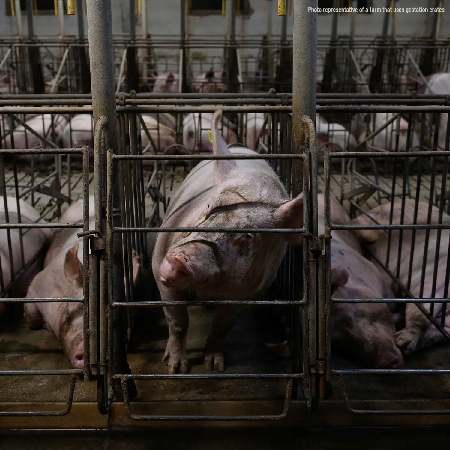 Denny’s faces mounting pressure to eliminate crates for pigs, Reuters reports