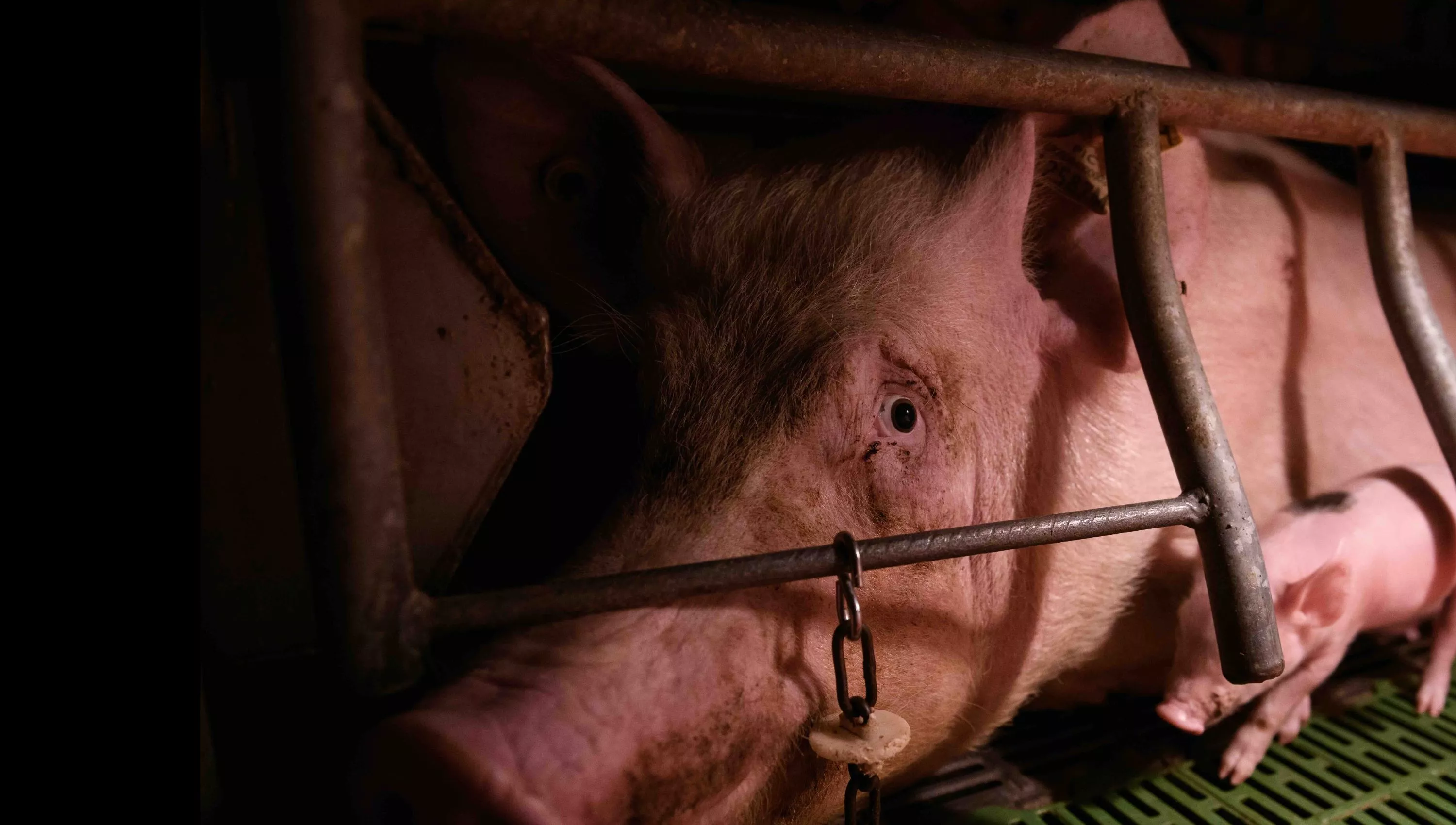 Farm bill_mom and baby pig