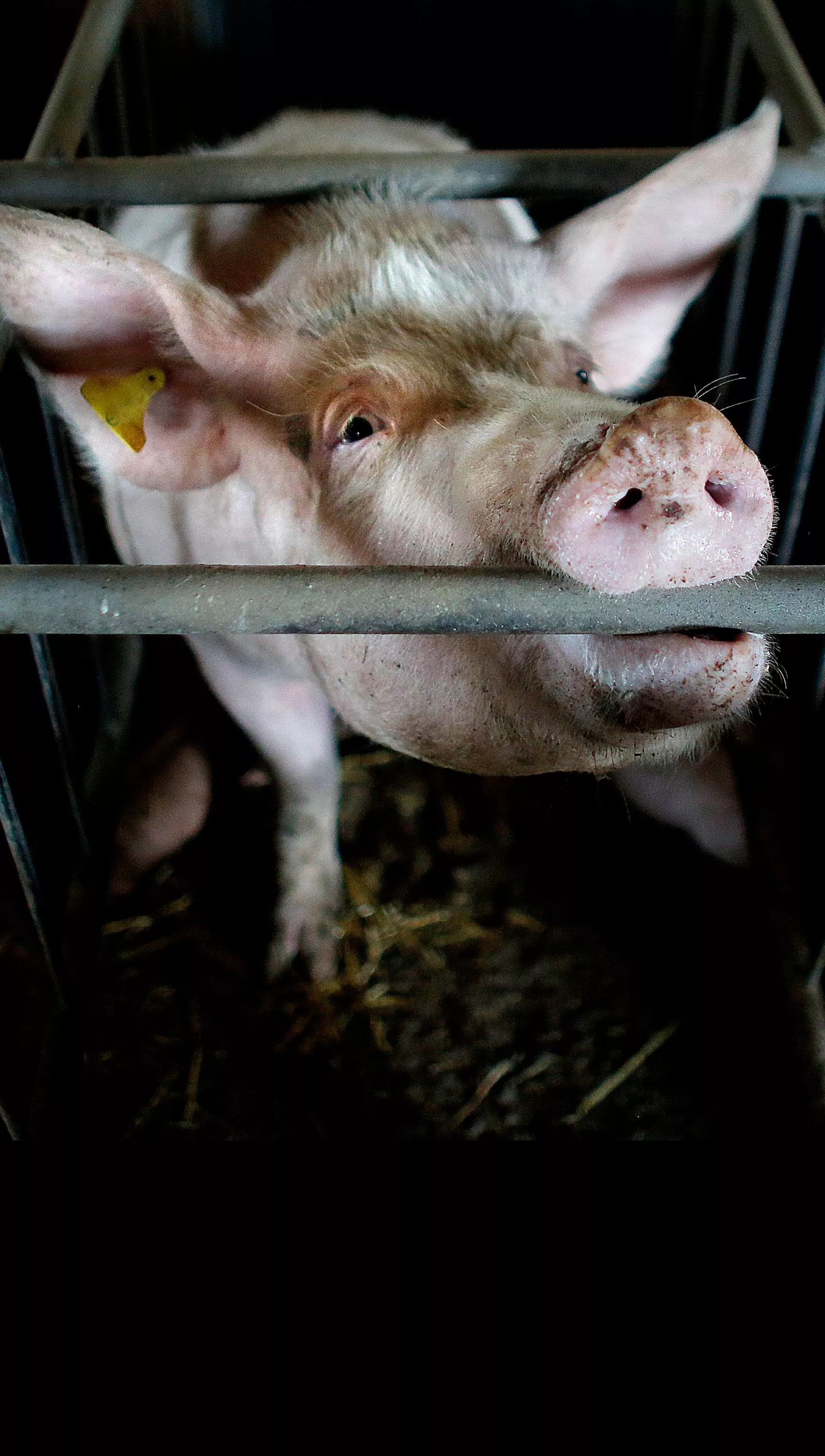 Pig in crate trying to break free