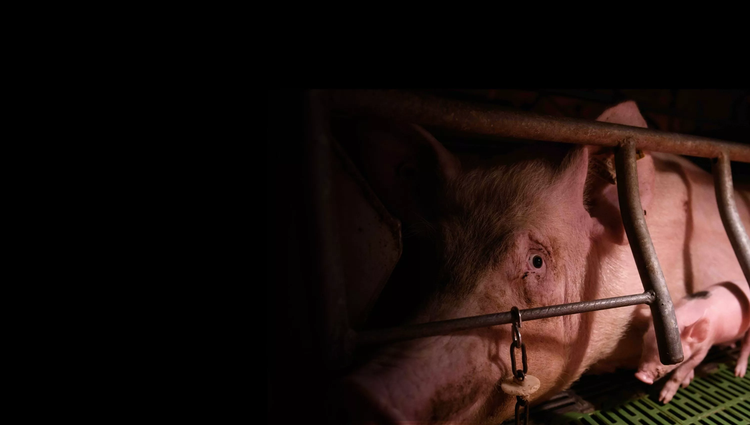 Farm bill_mom and baby pig in cage