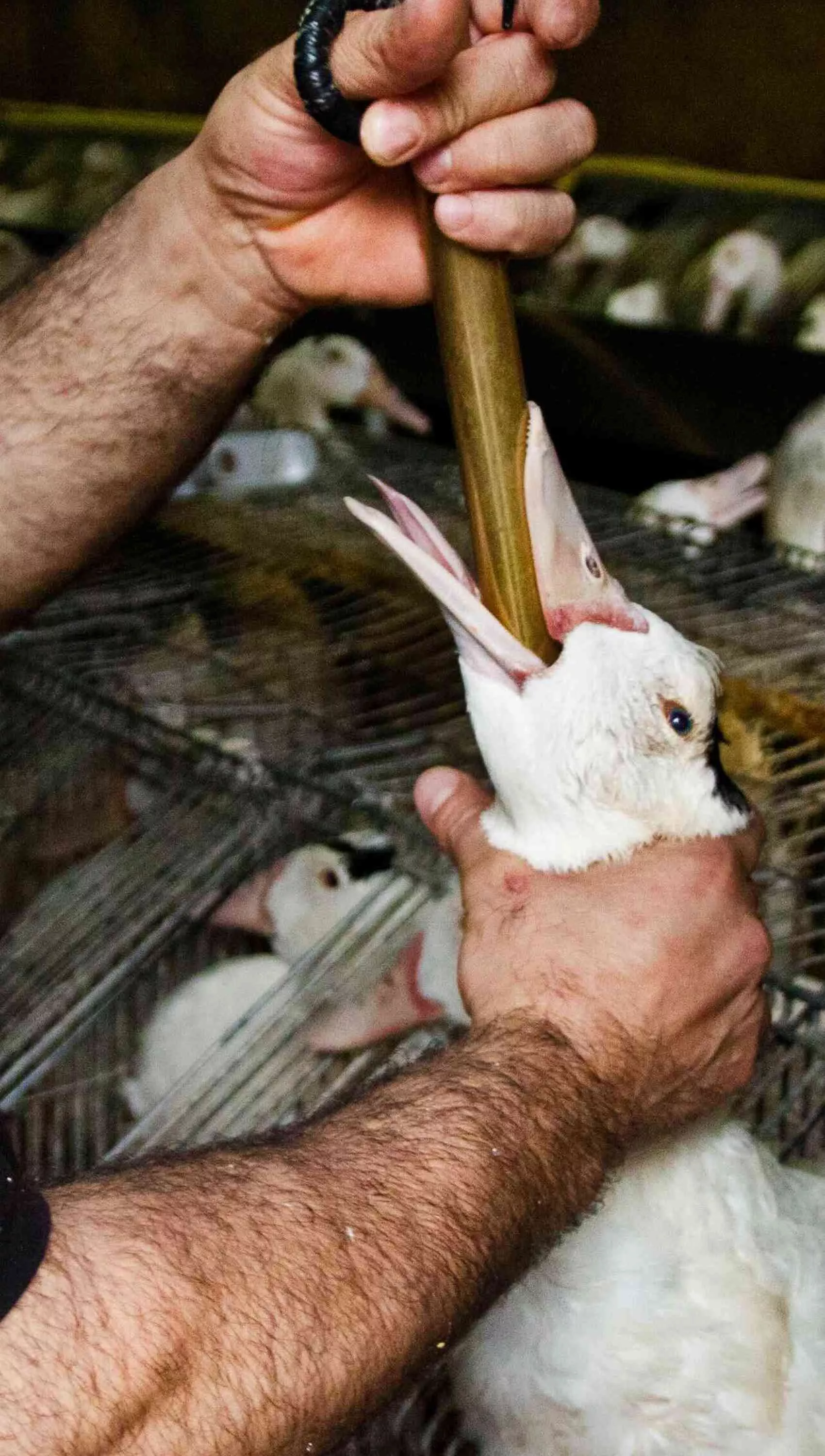 Duck being force fed for the production of foie gras