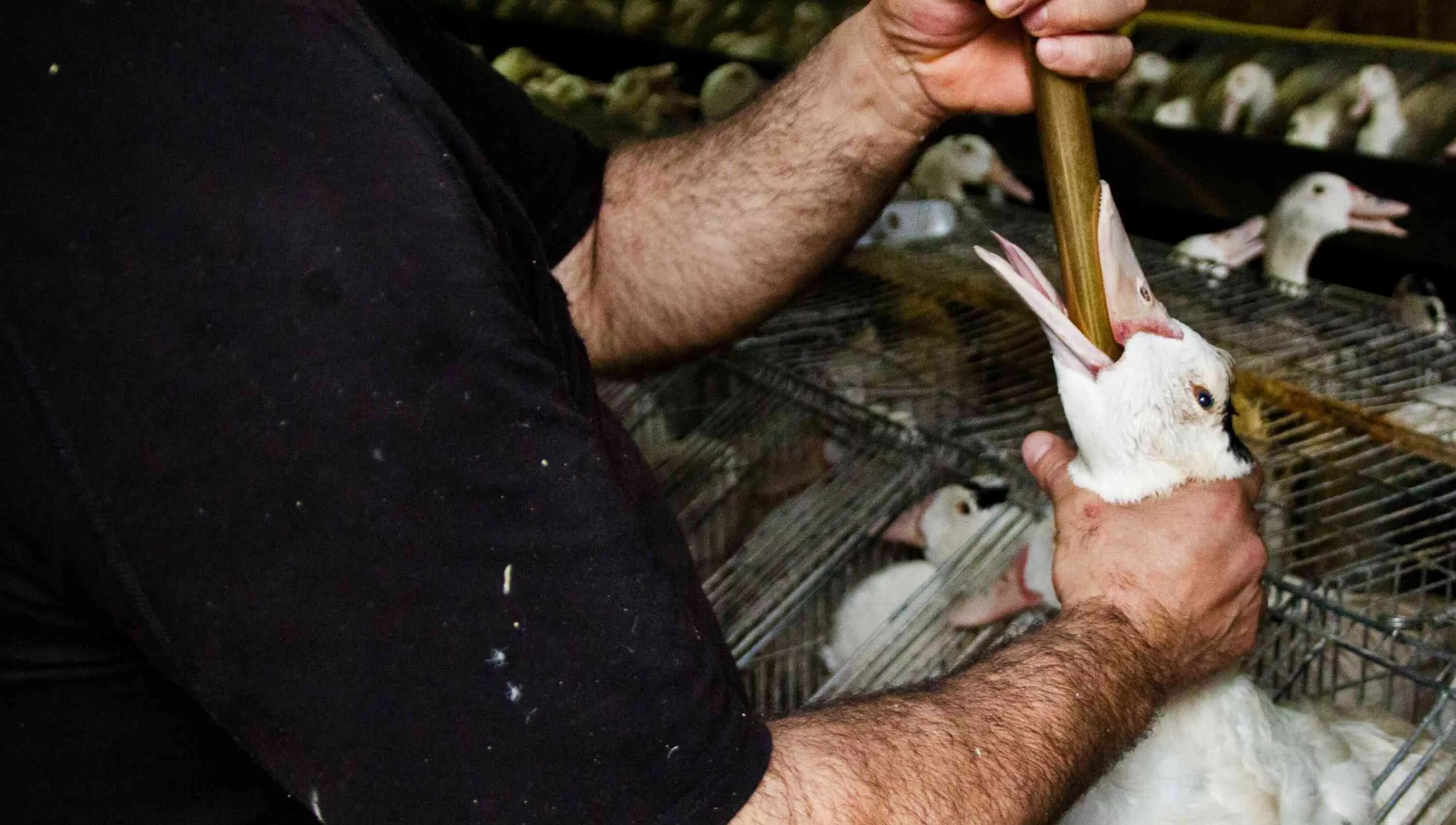 Duck being force fed for the production of foie gras