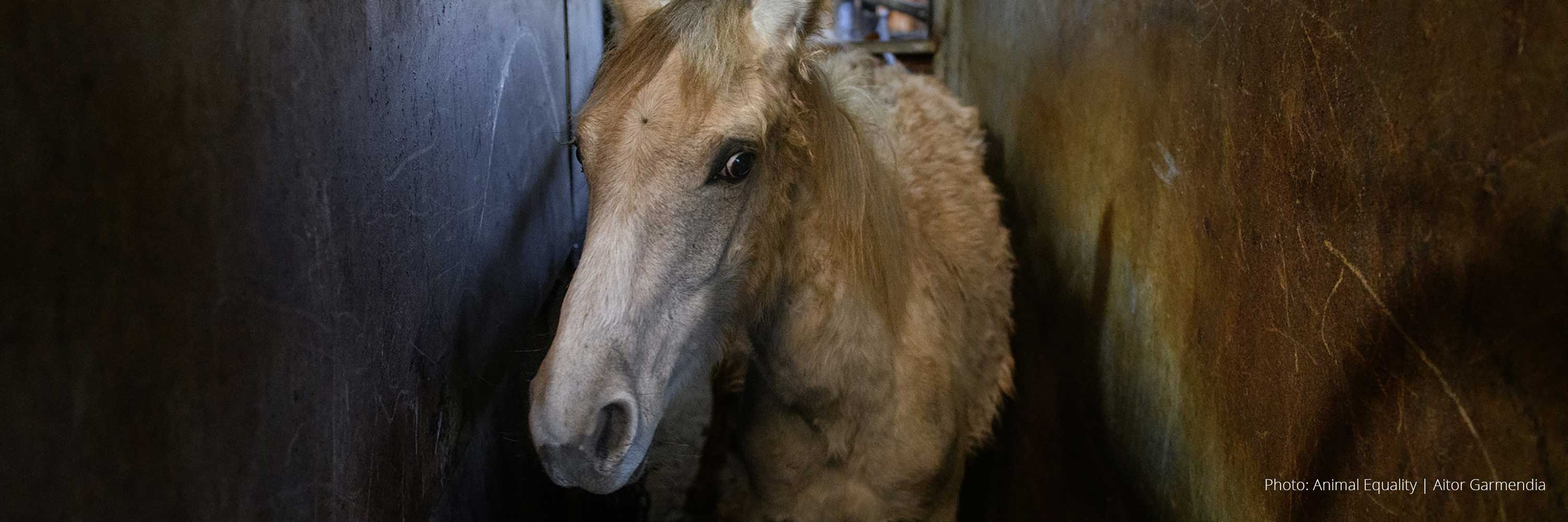 ES horse investigation