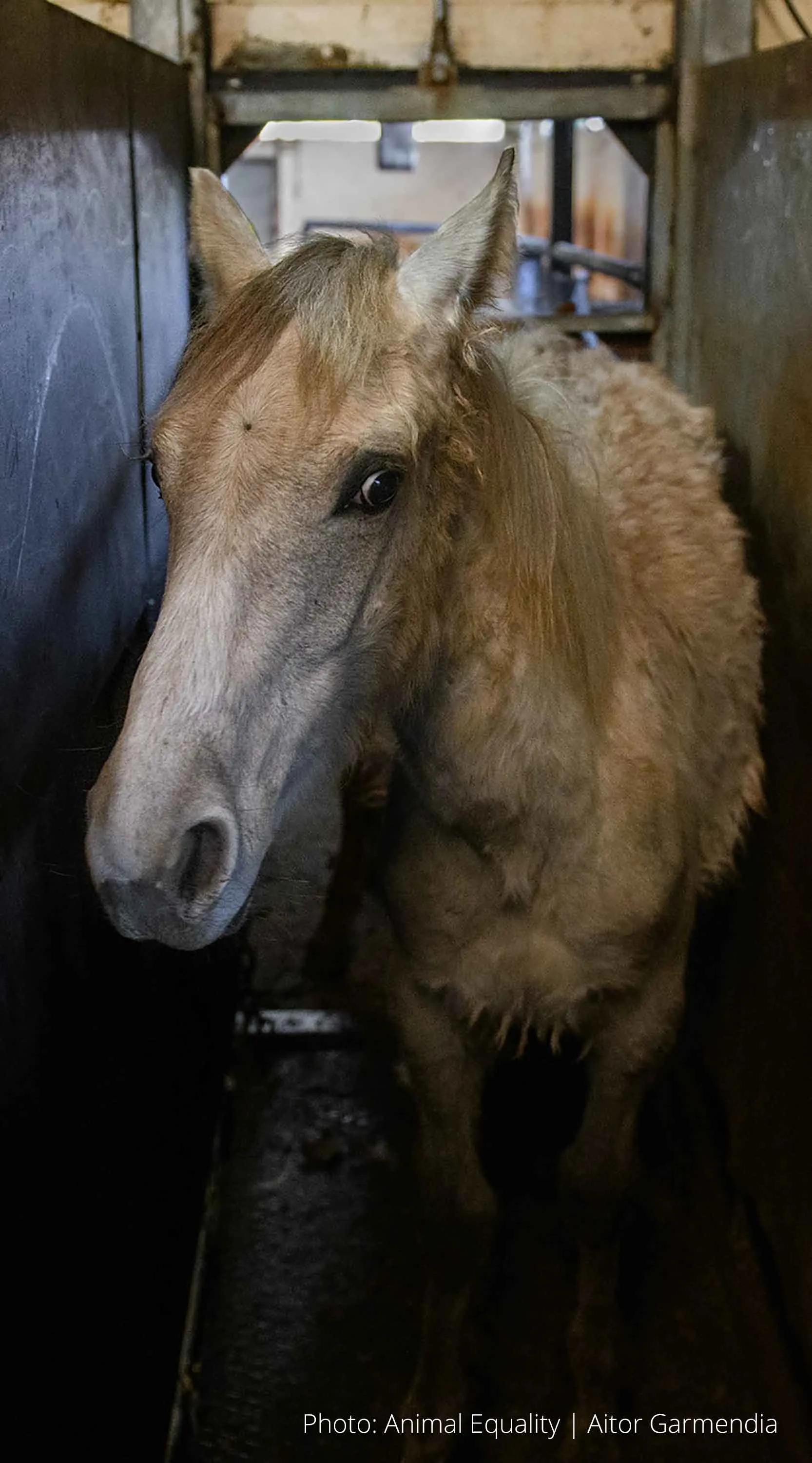 ES horse investigation