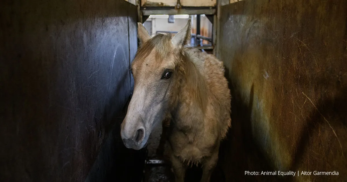 A horse stands in a line at a slaughterhouse.