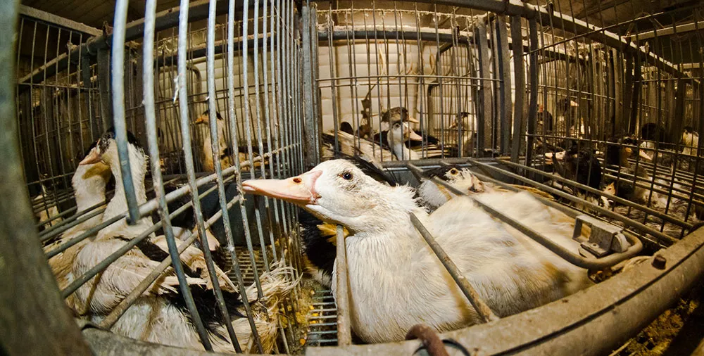 Foie gras farm