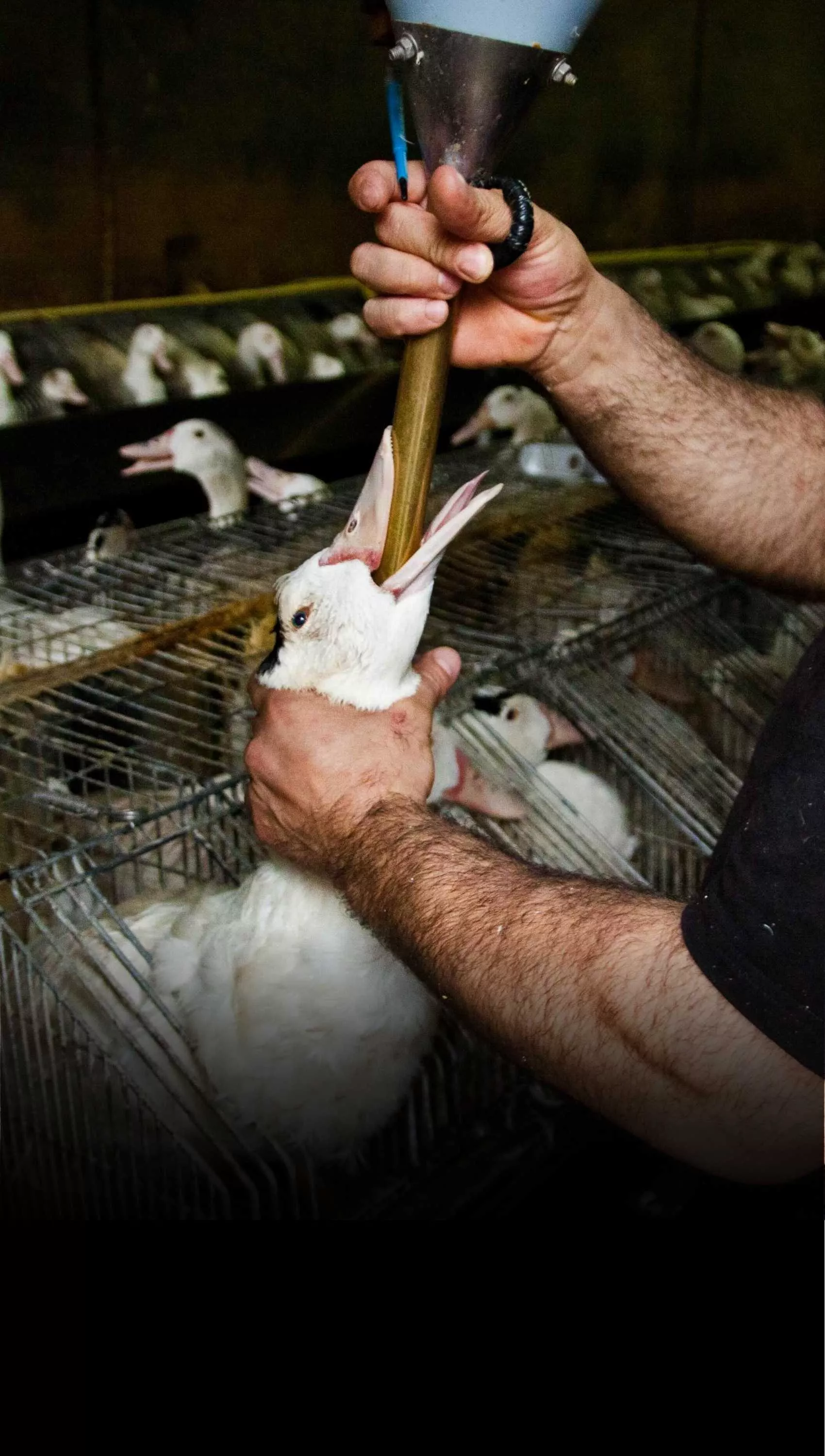 Forced feeding in a duck farm