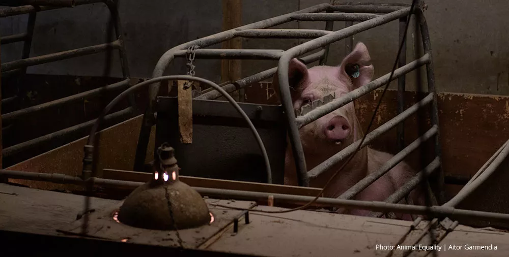 Pig in crate at Cross Farms UK