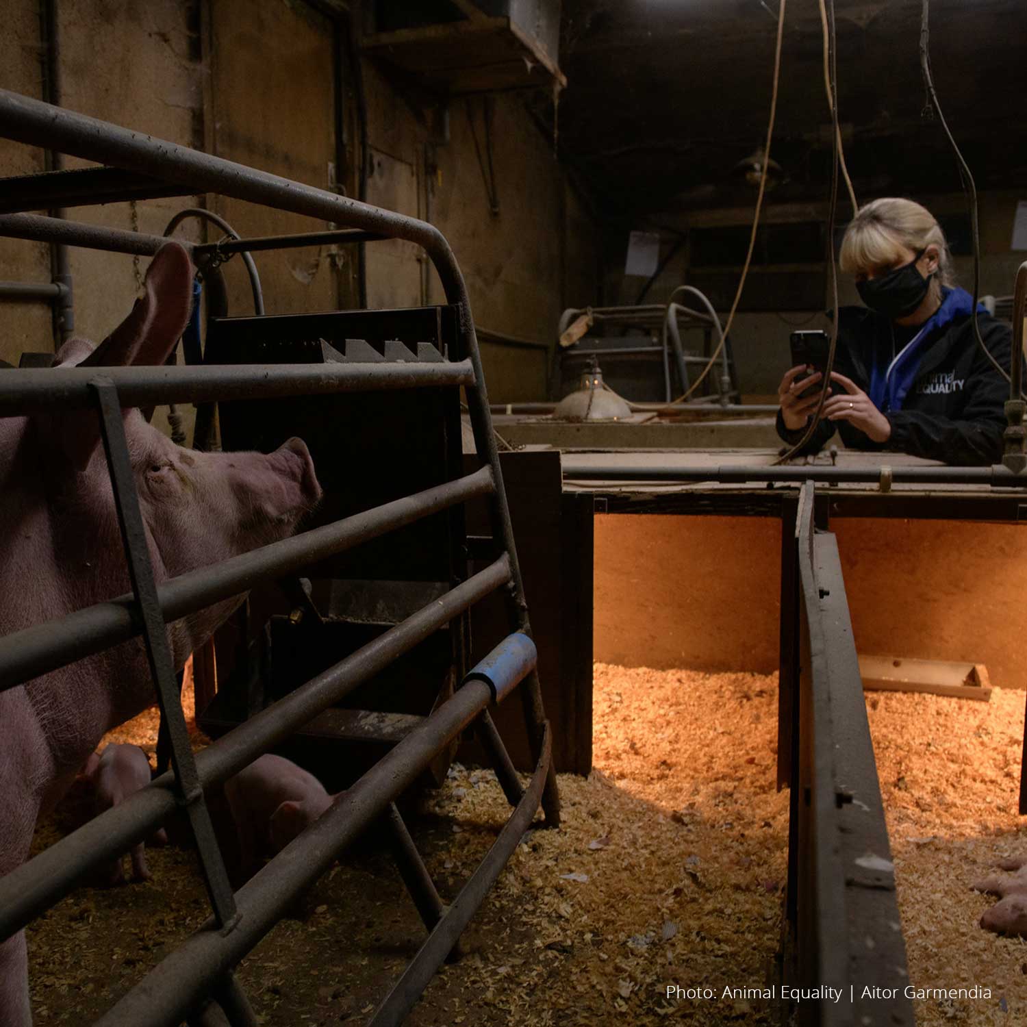 UK investigation reveals dead piglets and caged mother pigs