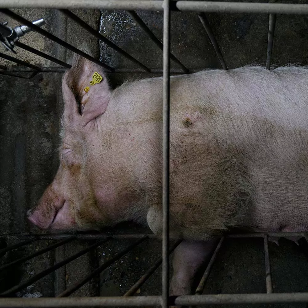 Pig in a gestation crate