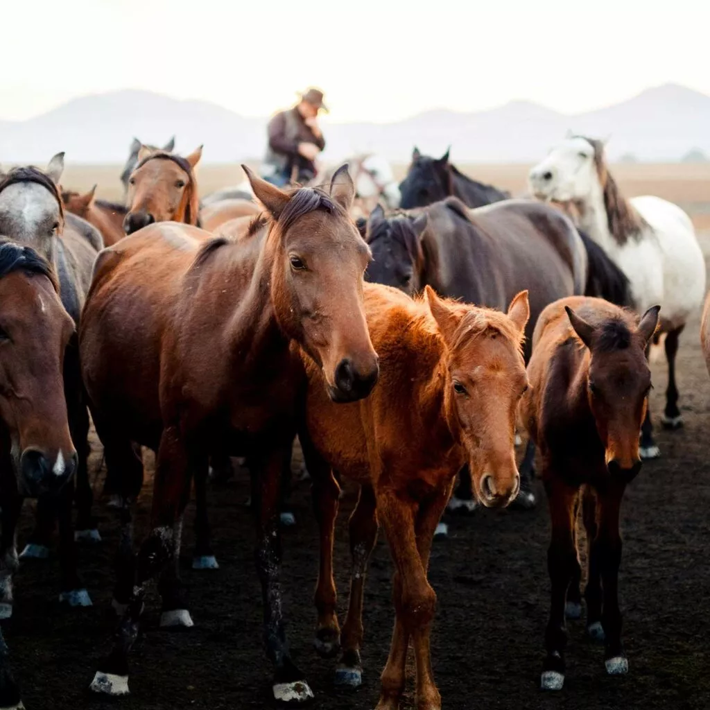 horses