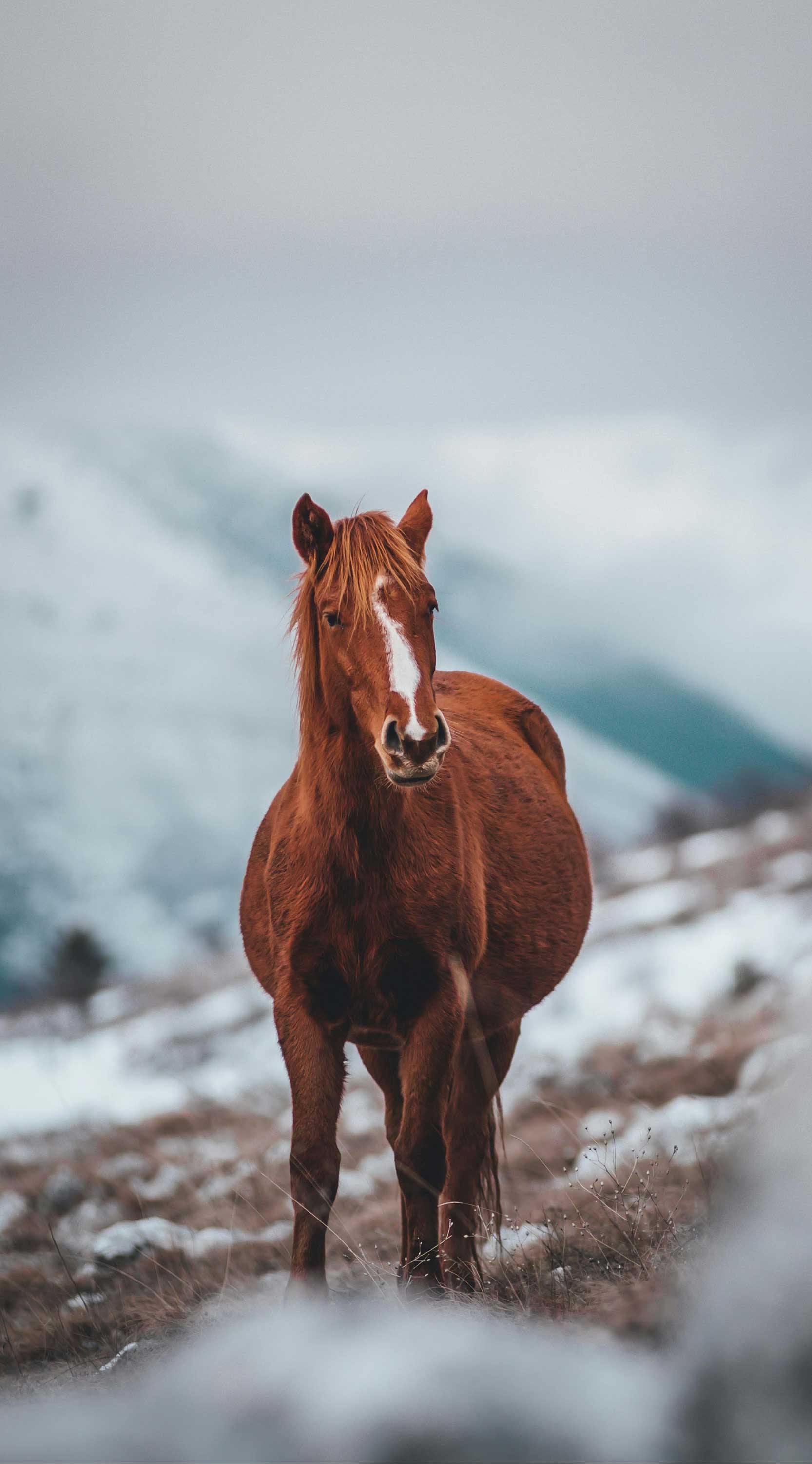 horse safe act