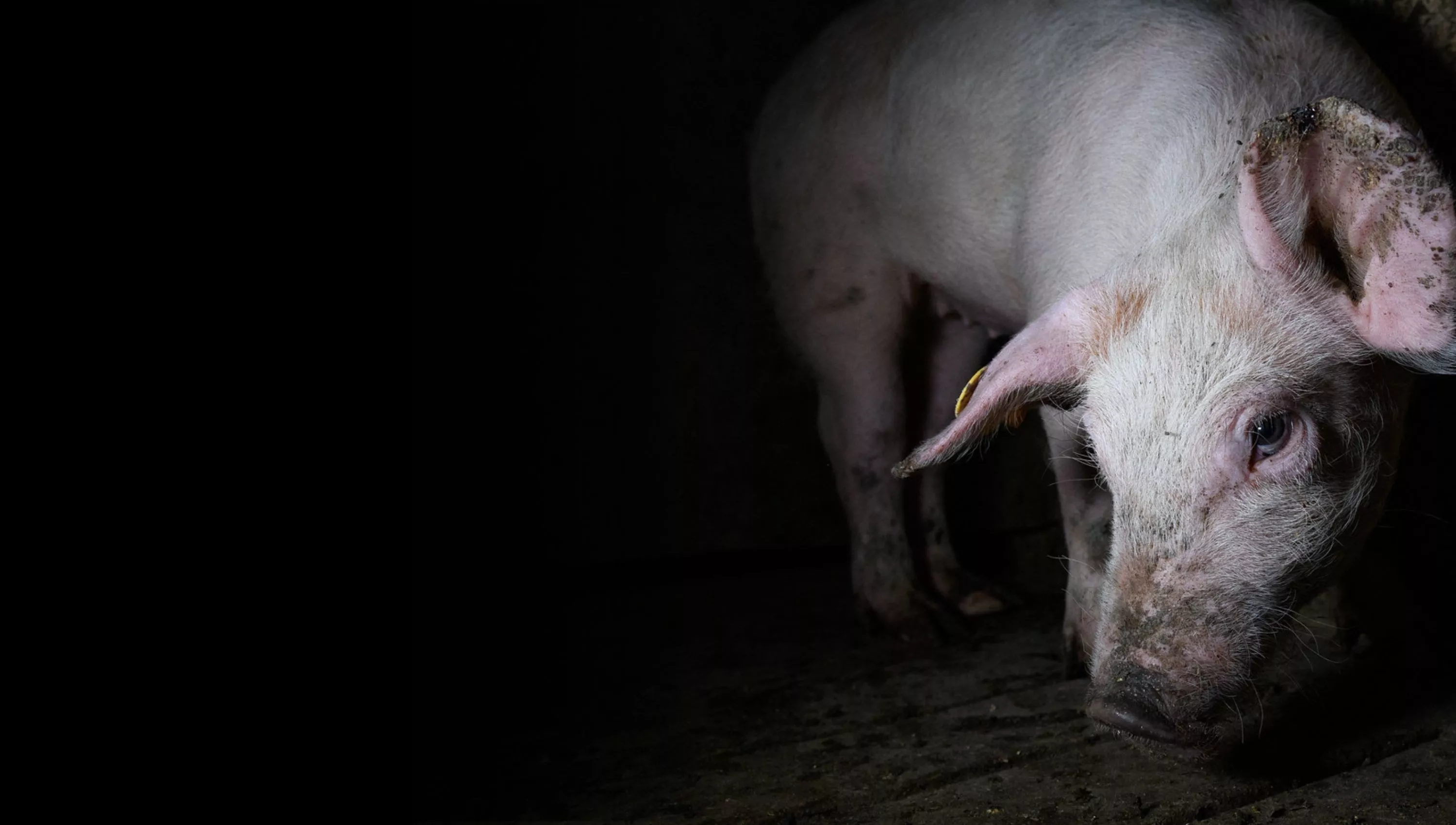 Pig in factory farm