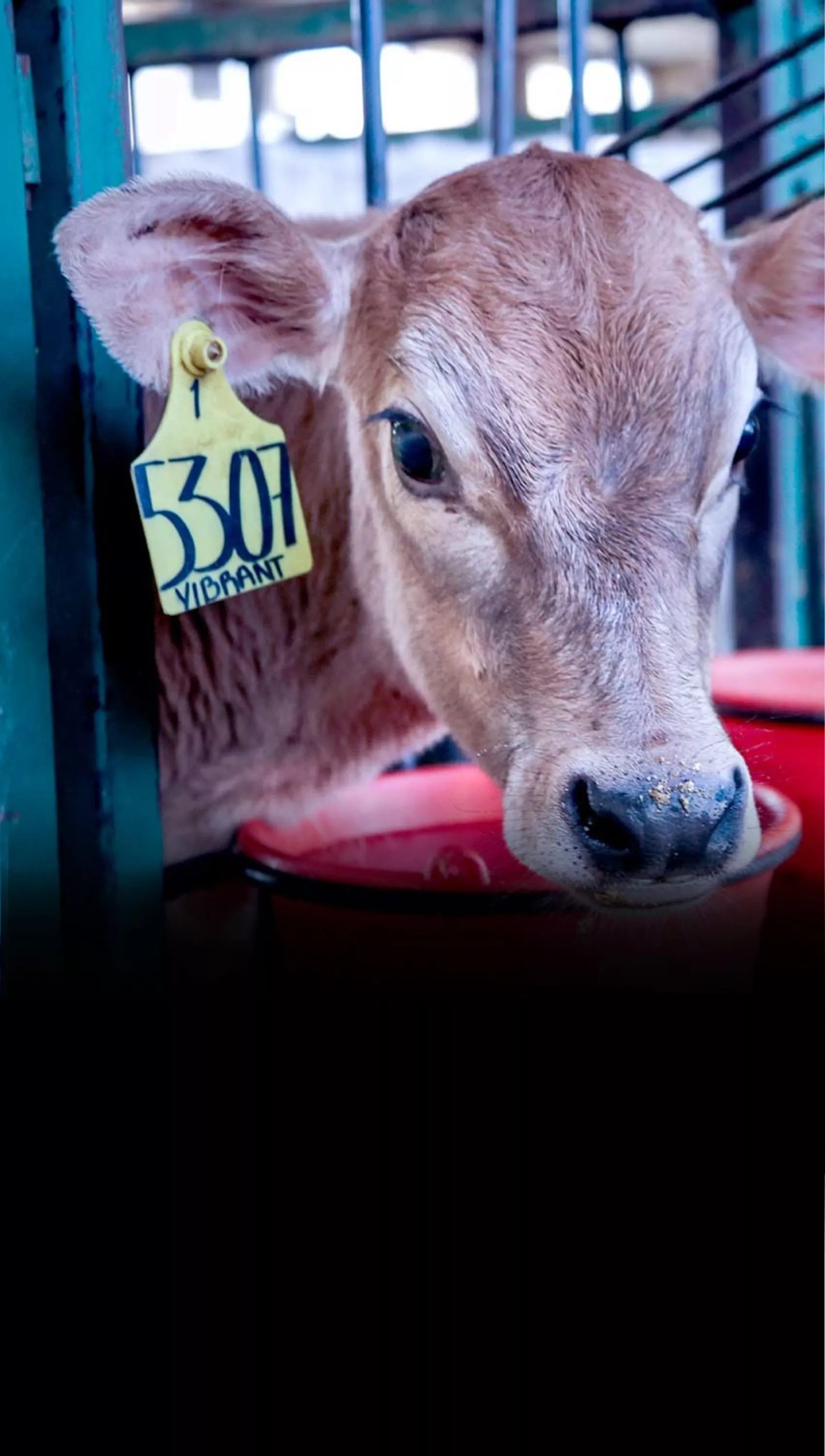 veal in slaughter farm