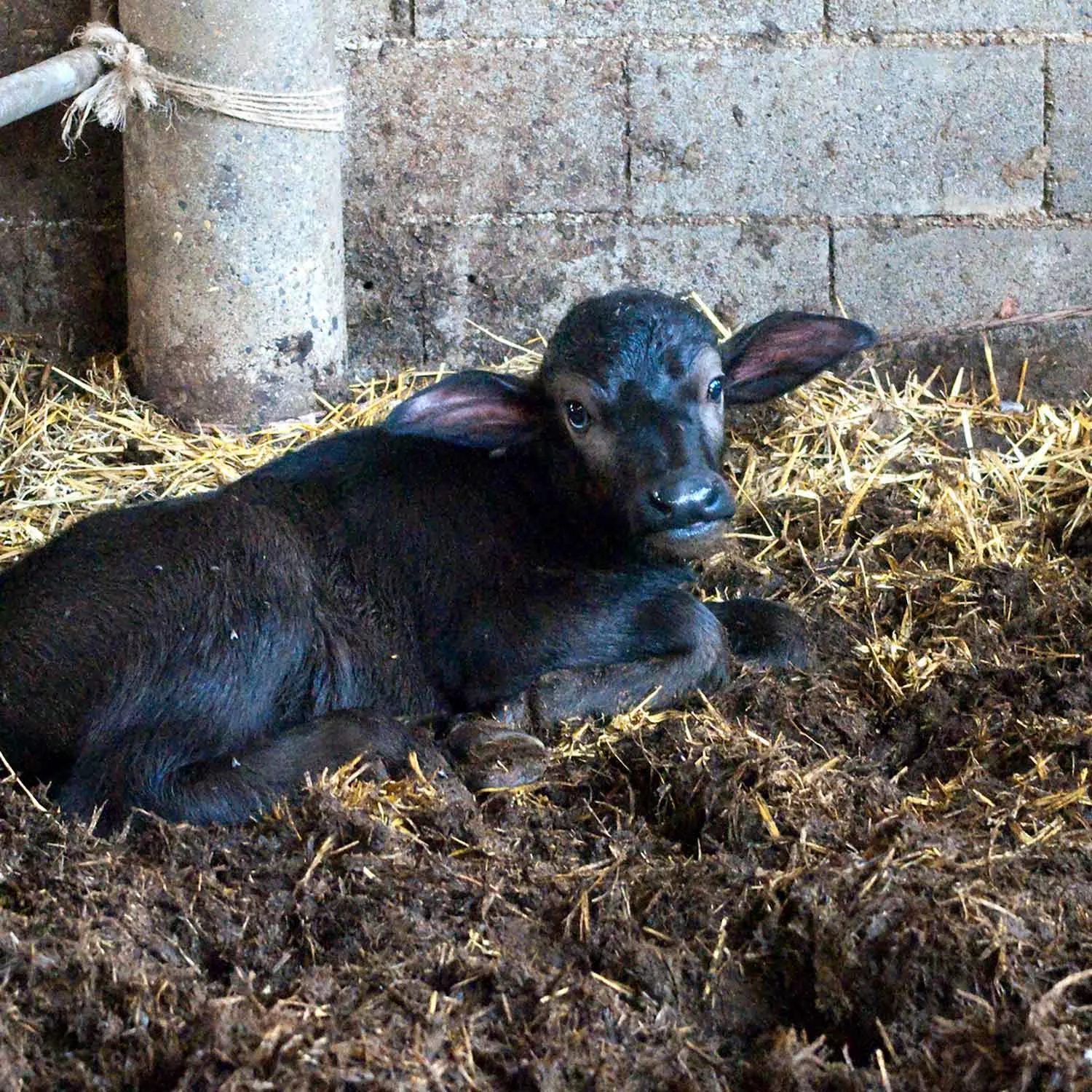 Dairy is a lie: My story from an Italian mozzarella farm