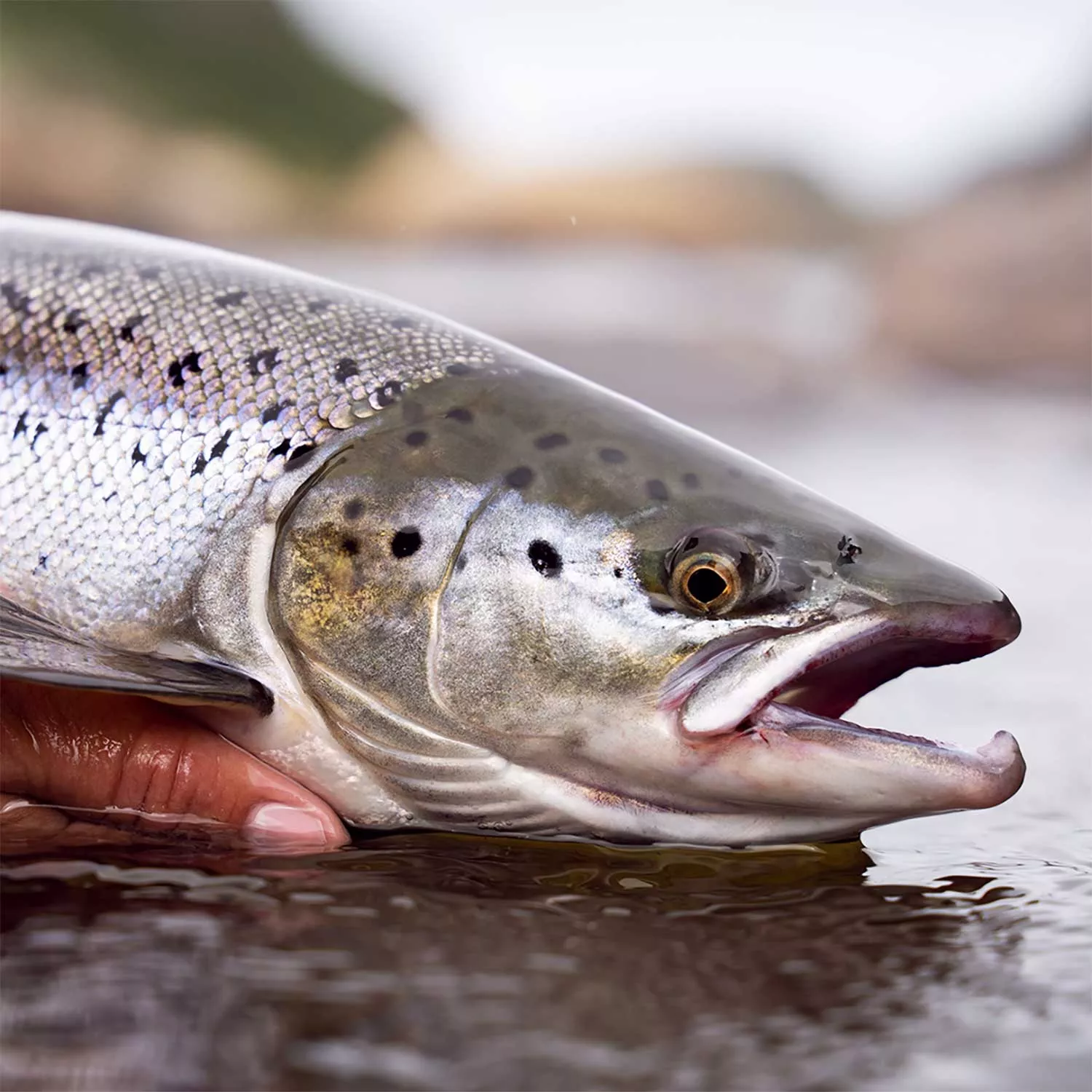 Advocates granted High Court approval to challenge approval of UK salmon mega-farm