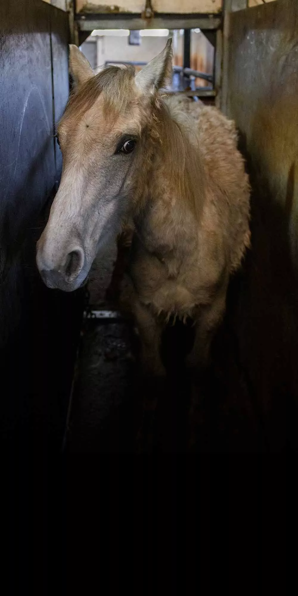 Horse in the stunning box of a slaughterhouse