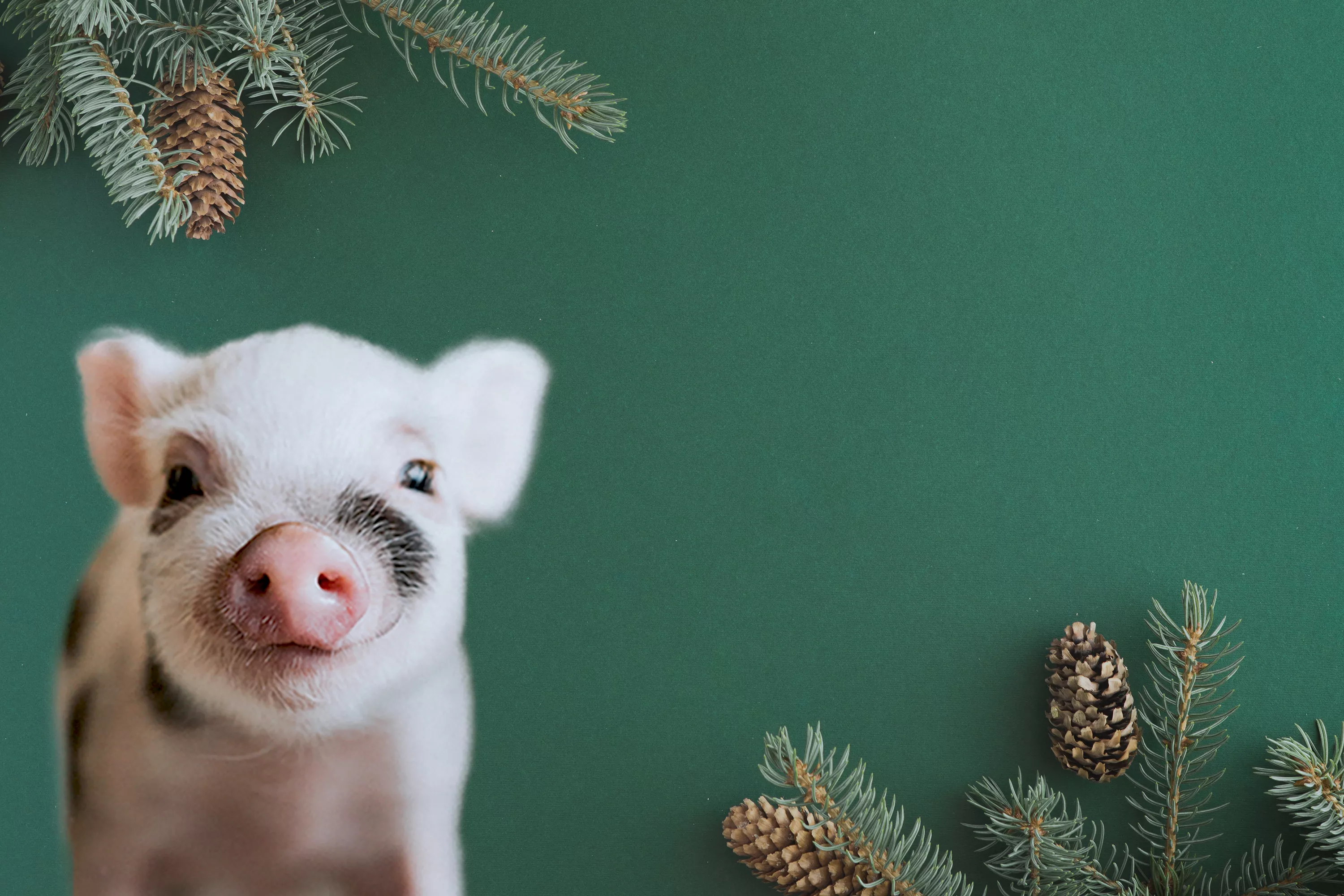 Baby pig